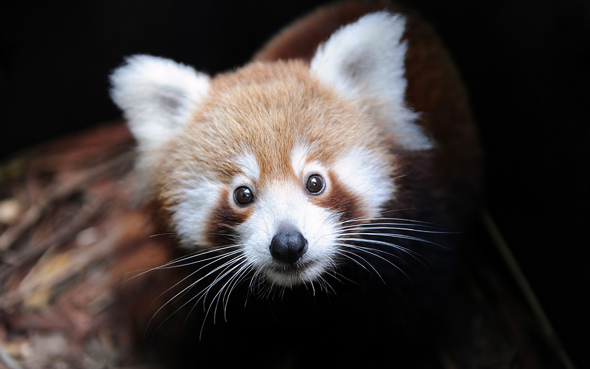 Животное 7 букв. Малая Панда (Ailurus Fulgens. Firefox малая Панда. Красная Панда фото. Малая Панда альбинос.