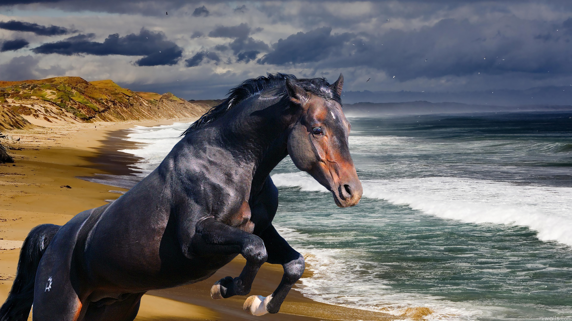Обои лошадь, берег, волны, море, океан, конь, жеребец, horse, shore, wave, sea, the ocean, stallion разрешение 1920x1080 Загрузить