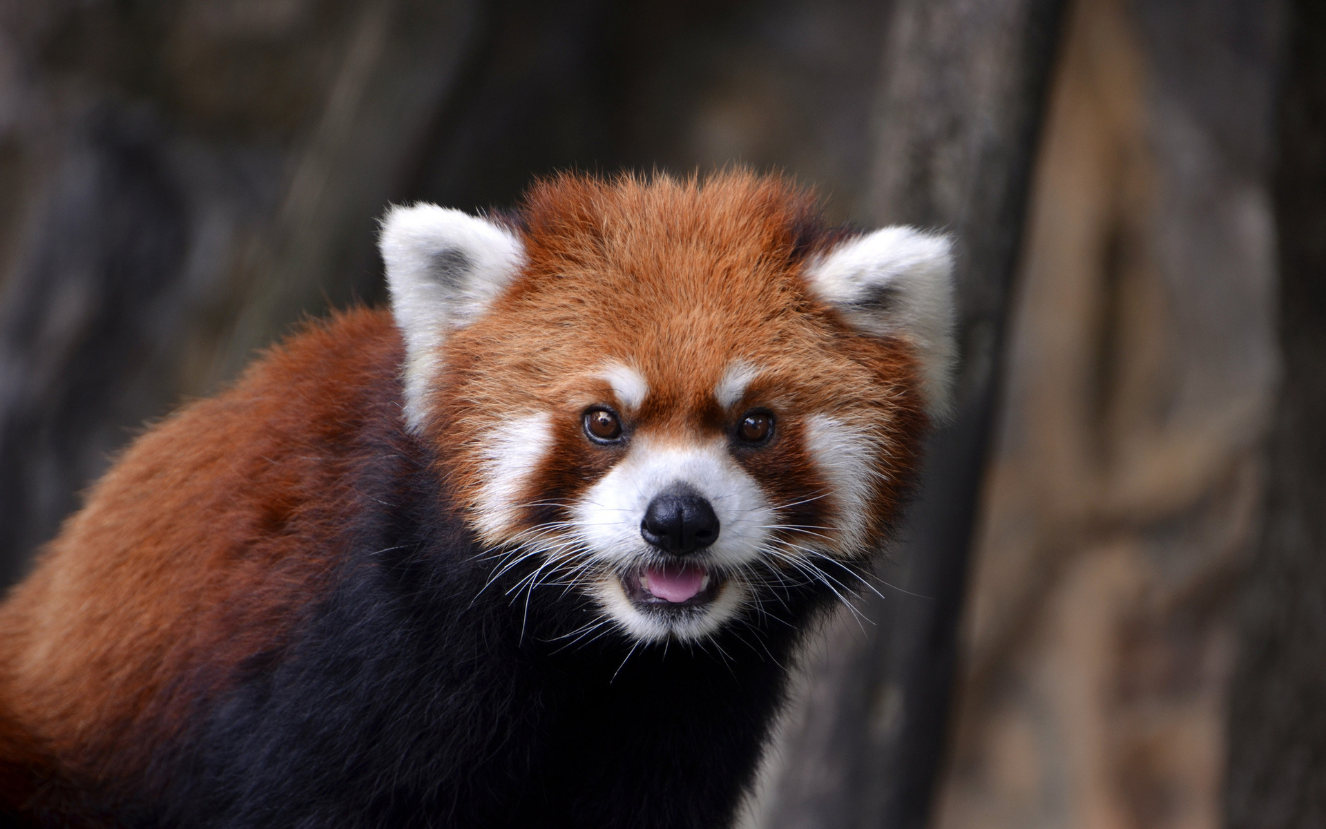 Обои морда, взгляд, зверек, окрас, красная панда, жвотные, face, look, animal, color, red panda, rvotnye разрешение 1920x1200 Загрузить