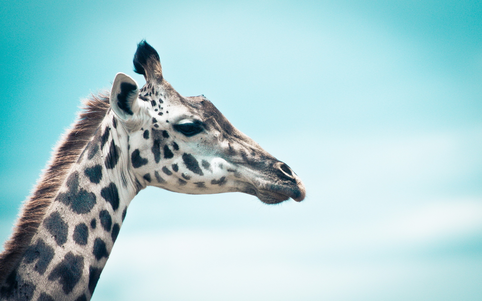 Обои небо, профиль, животное, жираф, голова, шея, the sky, profile, animal, giraffe, head, neck разрешение 1920x1200 Загрузить