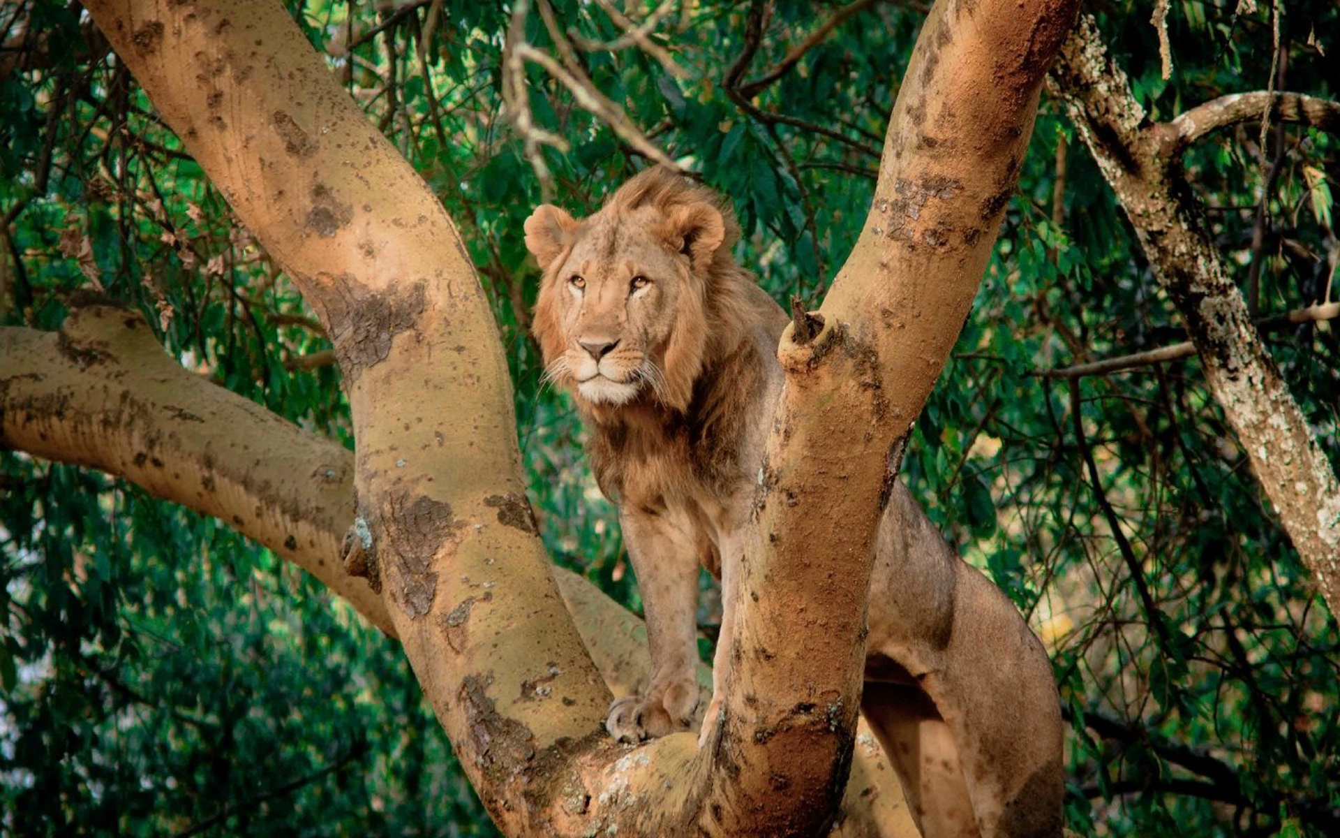 Львица на дереве скачать