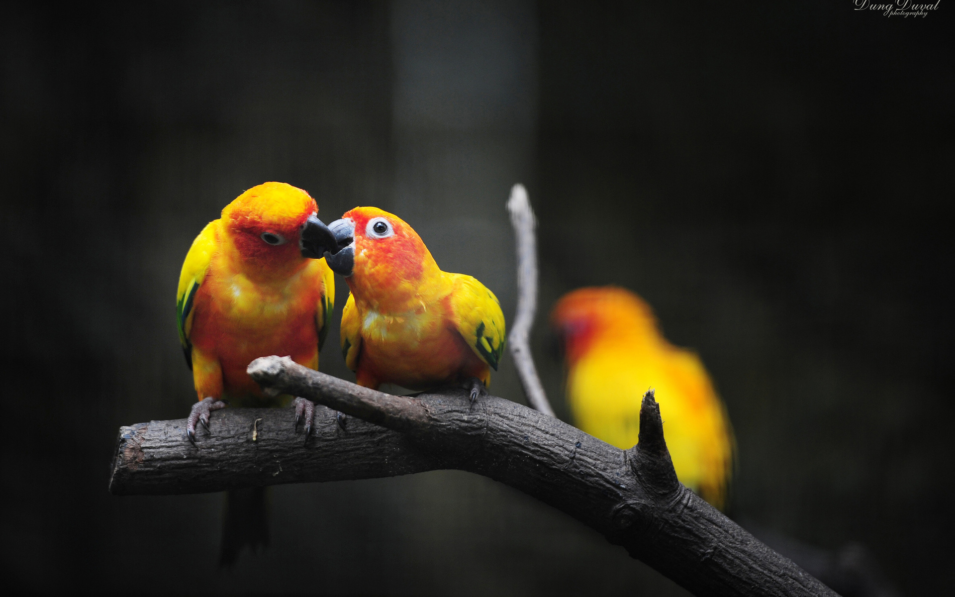 птица животное природа ветка желтый попугай скачать