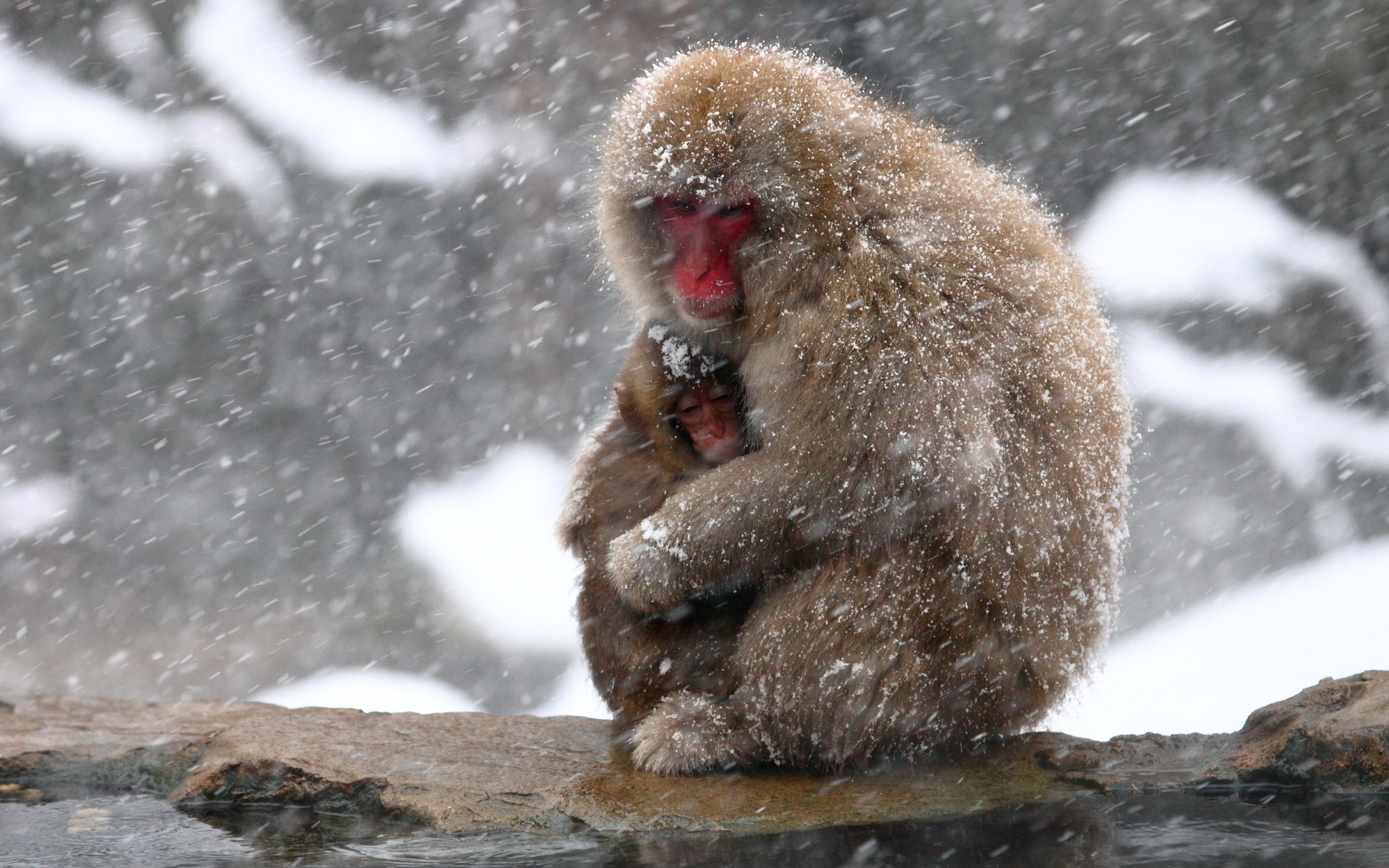 Обои снег, природа, камень, обезьяна, детеныш, обезьяны, японский макак, snow monkey, snow, nature, stone, monkey, cub, japanese macaques разрешение 1920x1200 Загрузить
