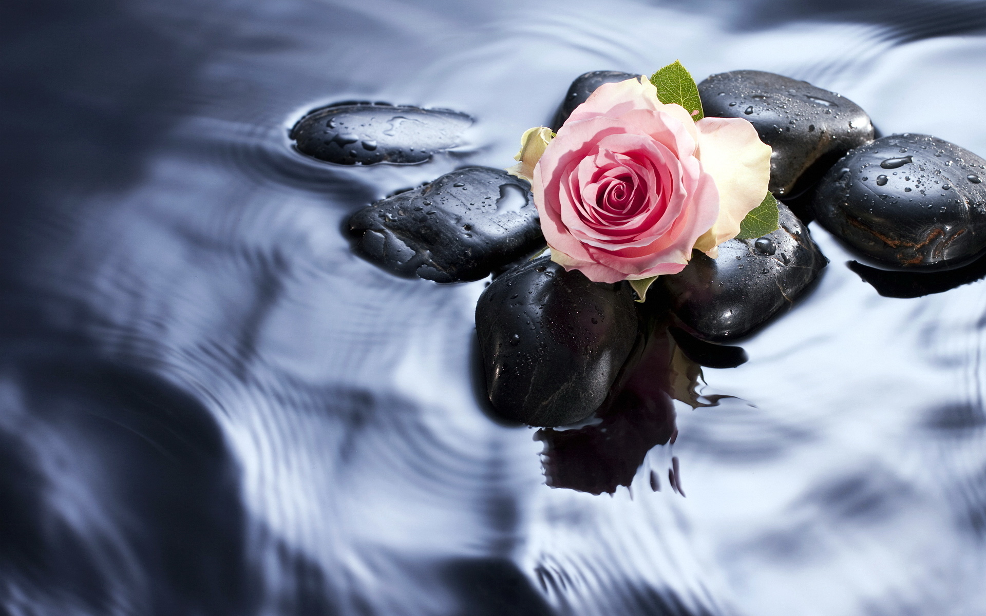 Обои вода, камни, цветок, роза, бутон, розовая, water, stones, flower, rose, bud, pink разрешение 1920x1200 Загрузить