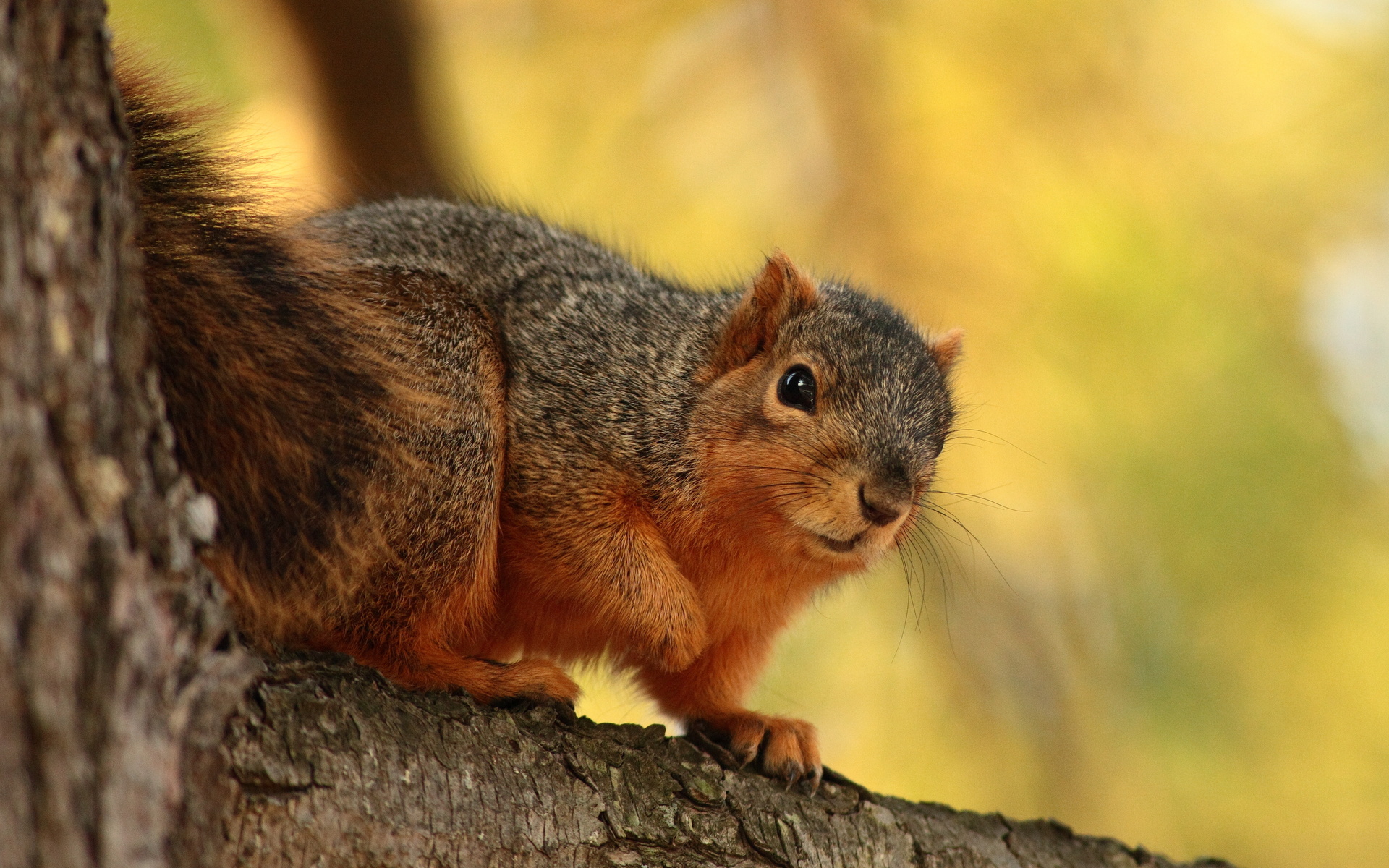 Обои дерево, лес, сидит, животное, зверек, кора, белочка, грызун, tree, forest, sitting, animal, bark, squirrel, rodent разрешение 1920x1200 Загрузить