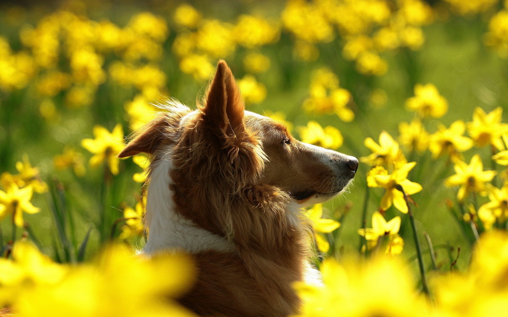 Обои морда, цветы, поле, собака, профиль, уши, нарциссы, колли, face, flowers, field, dog, profile, ears, daffodils, collie разрешение 1920x1200 Загрузить