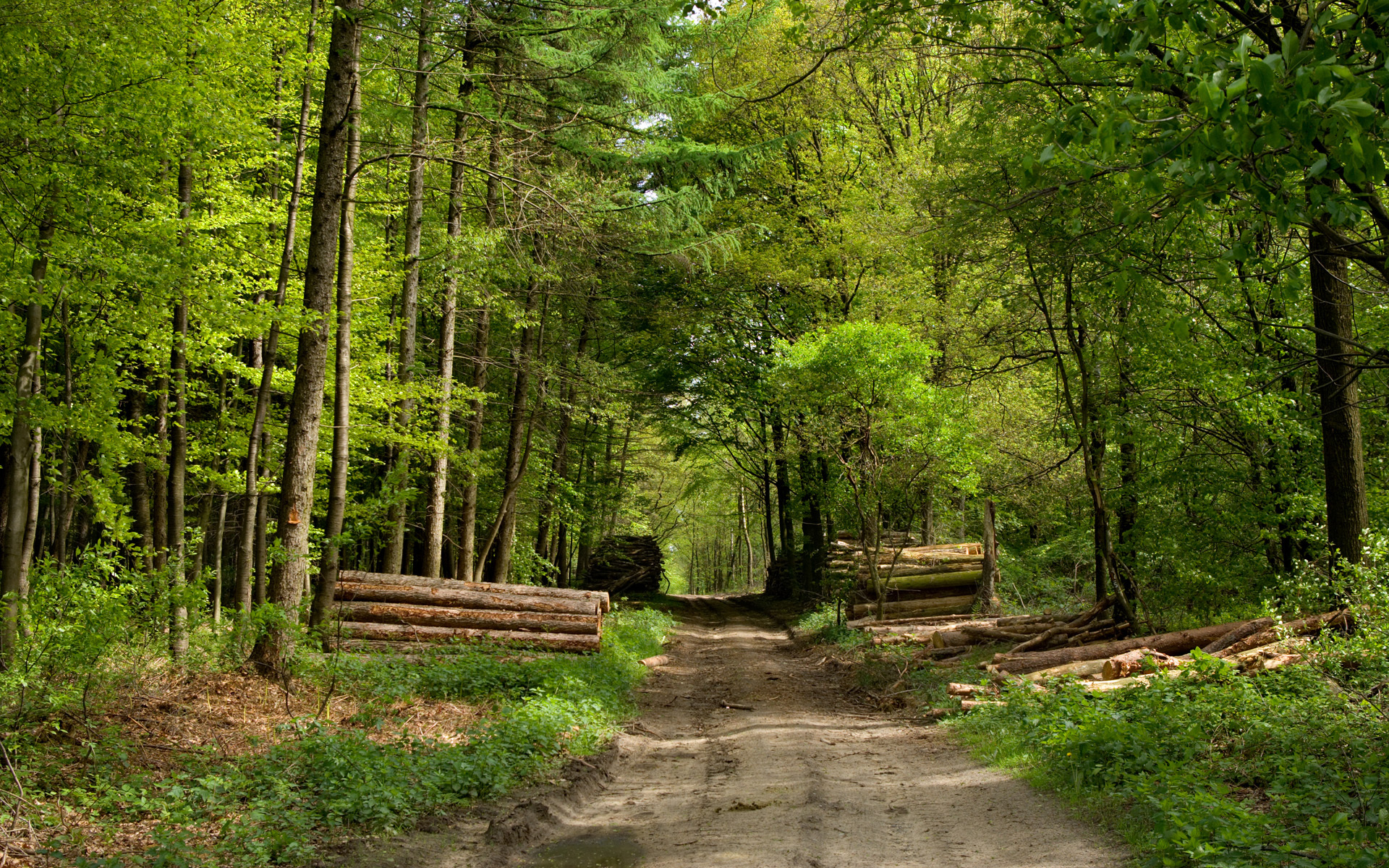 Зеленая дорога в лесу без смс