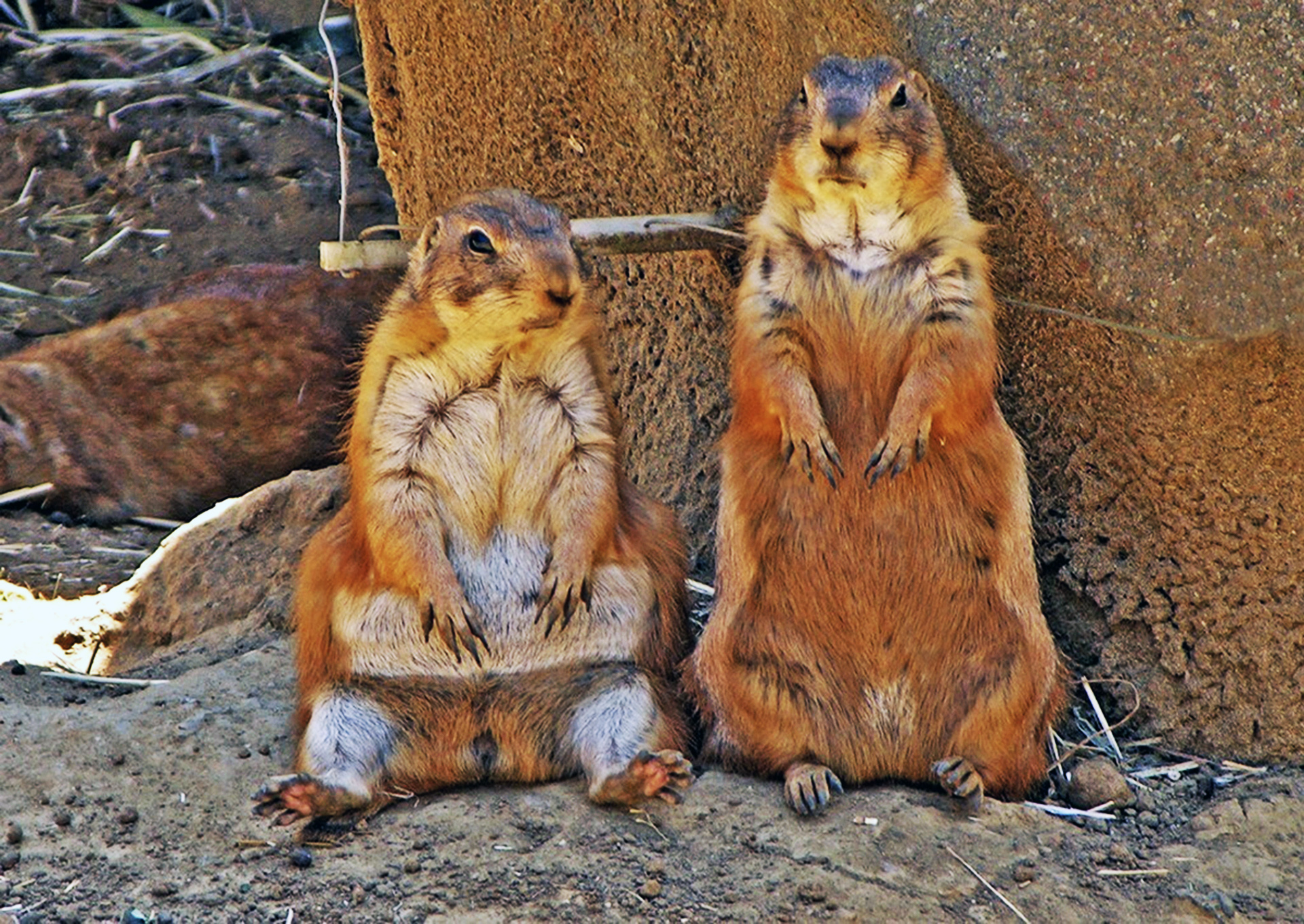 Обои сурки, marmots разрешение 1920x1361 Загрузить