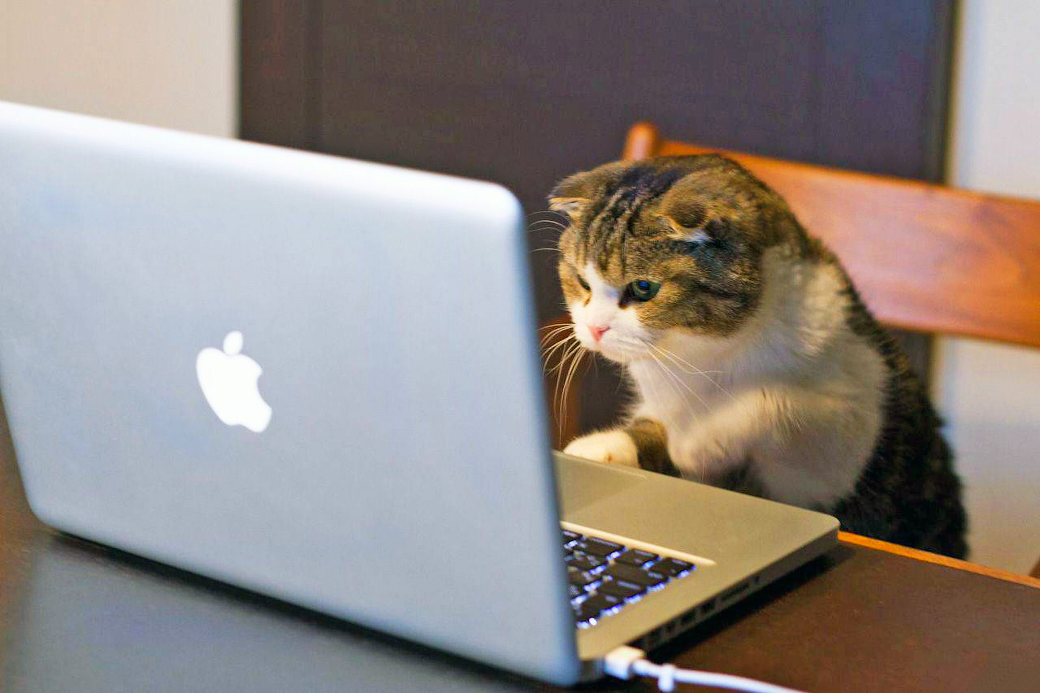 Кот с ноутбуком скачать