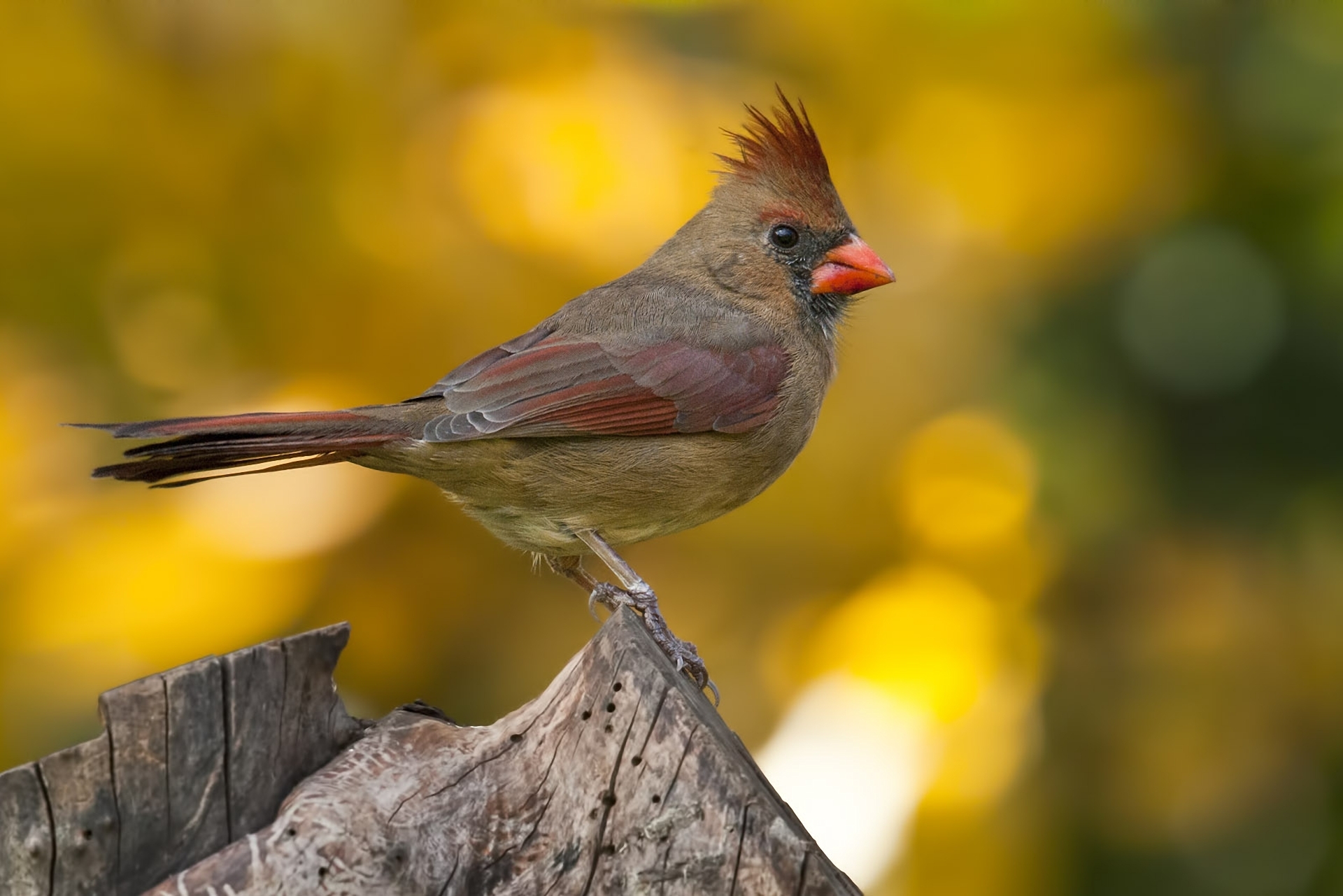 Обои макро, размытость, птица, пенек, кардинал, хохолок, macro, blur, bird, stump, cardinal, crest разрешение 1920x1281 Загрузить