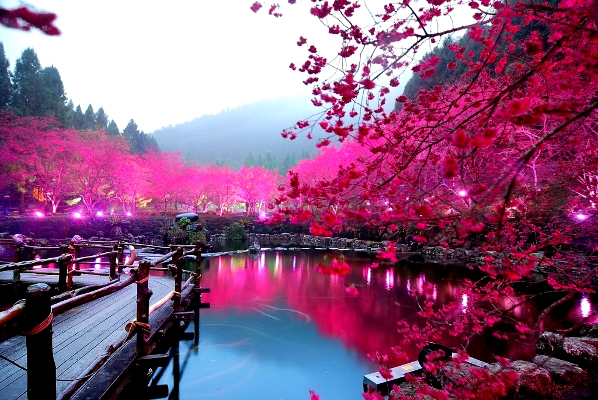 Обои цветы, деревья, озеро, горы, весна, flowers, trees, lake, mountains, spring разрешение 2000x1338 Загрузить