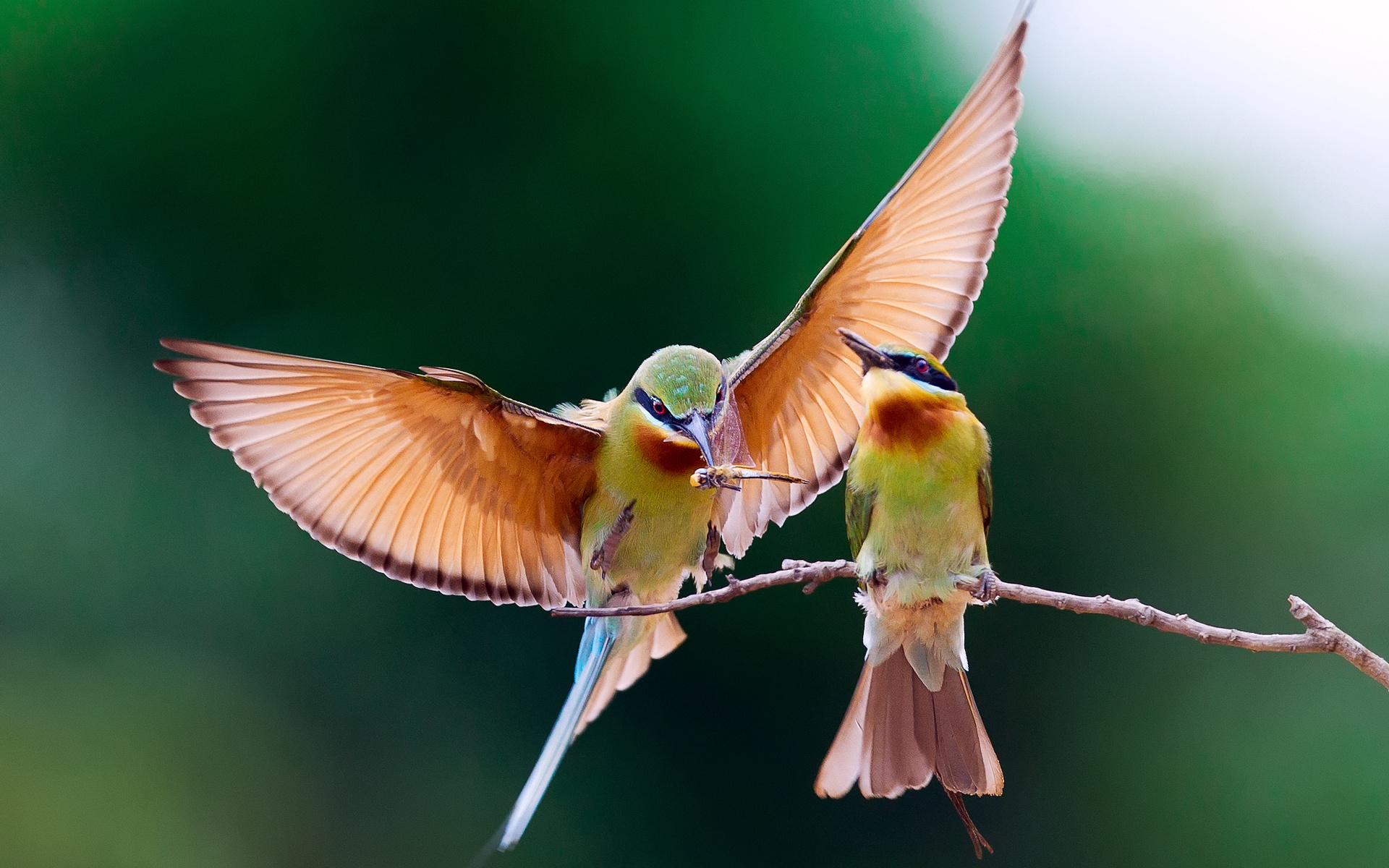 Обои ветка, крылья, птицы, пара, пчелоед, щурка золотистая, branch, wings, birds, pair, peeled, golden bee-eater разрешение 1920x1200 Загрузить