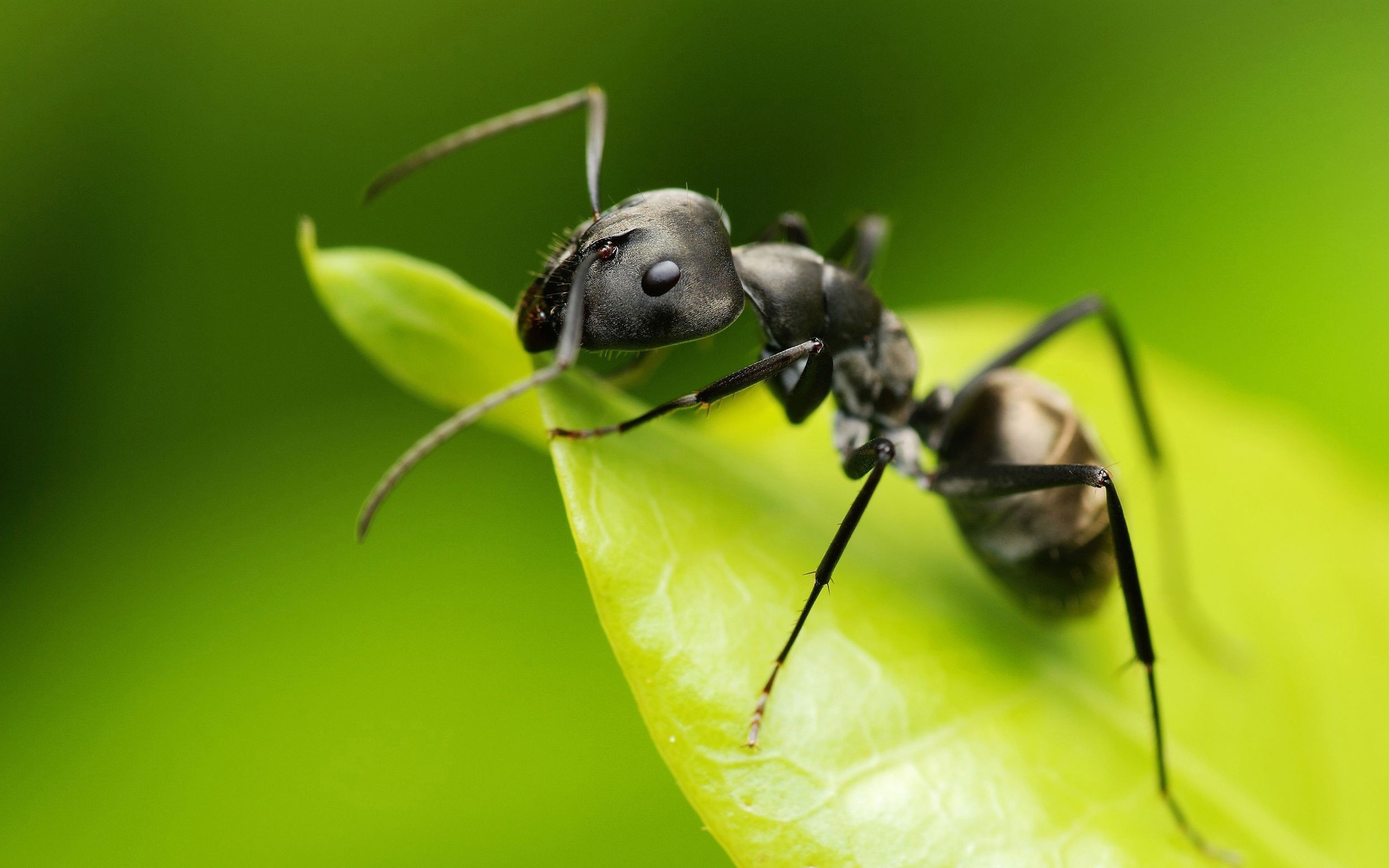 Обои макро, насекомое, лист, муравей, зеленый фон, macro, insect, sheet, ant, green background разрешение 2560x1600 Загрузить