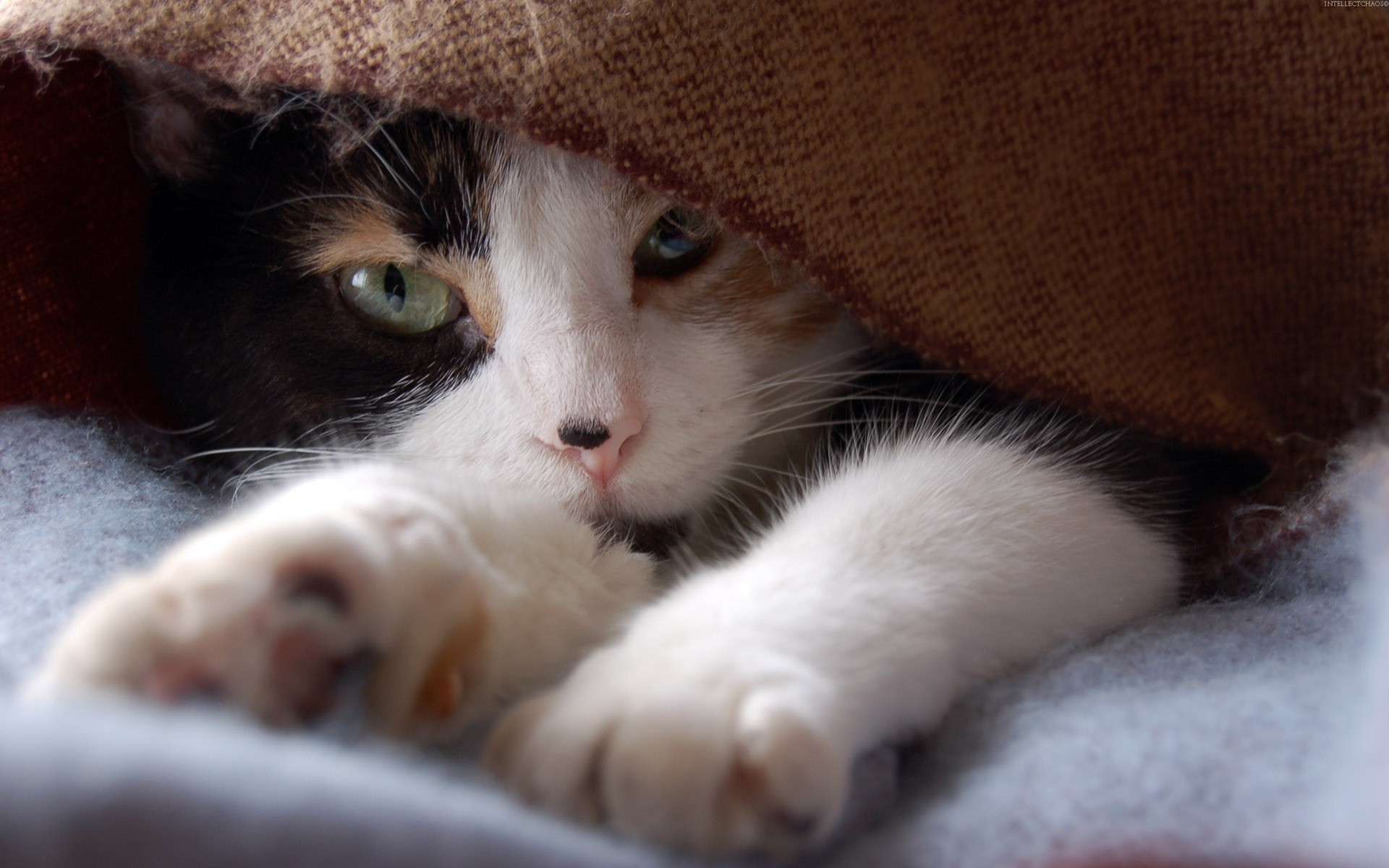 Обои кот, кошка, взгляд, одеяло, лапки, трехцветный, cat, look, blanket, legs, tri-color разрешение 1920x1200 Загрузить