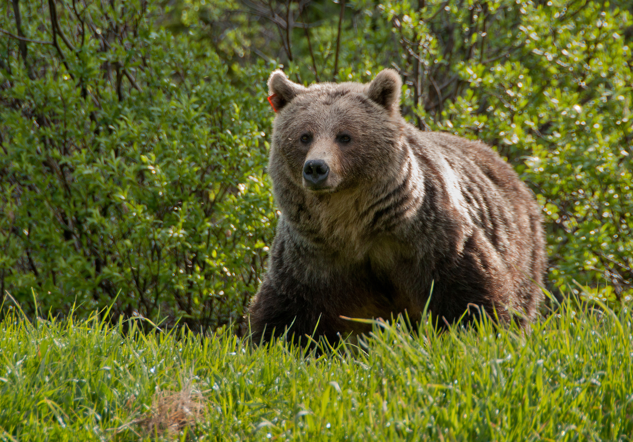 бурый медведь лес трава без смс