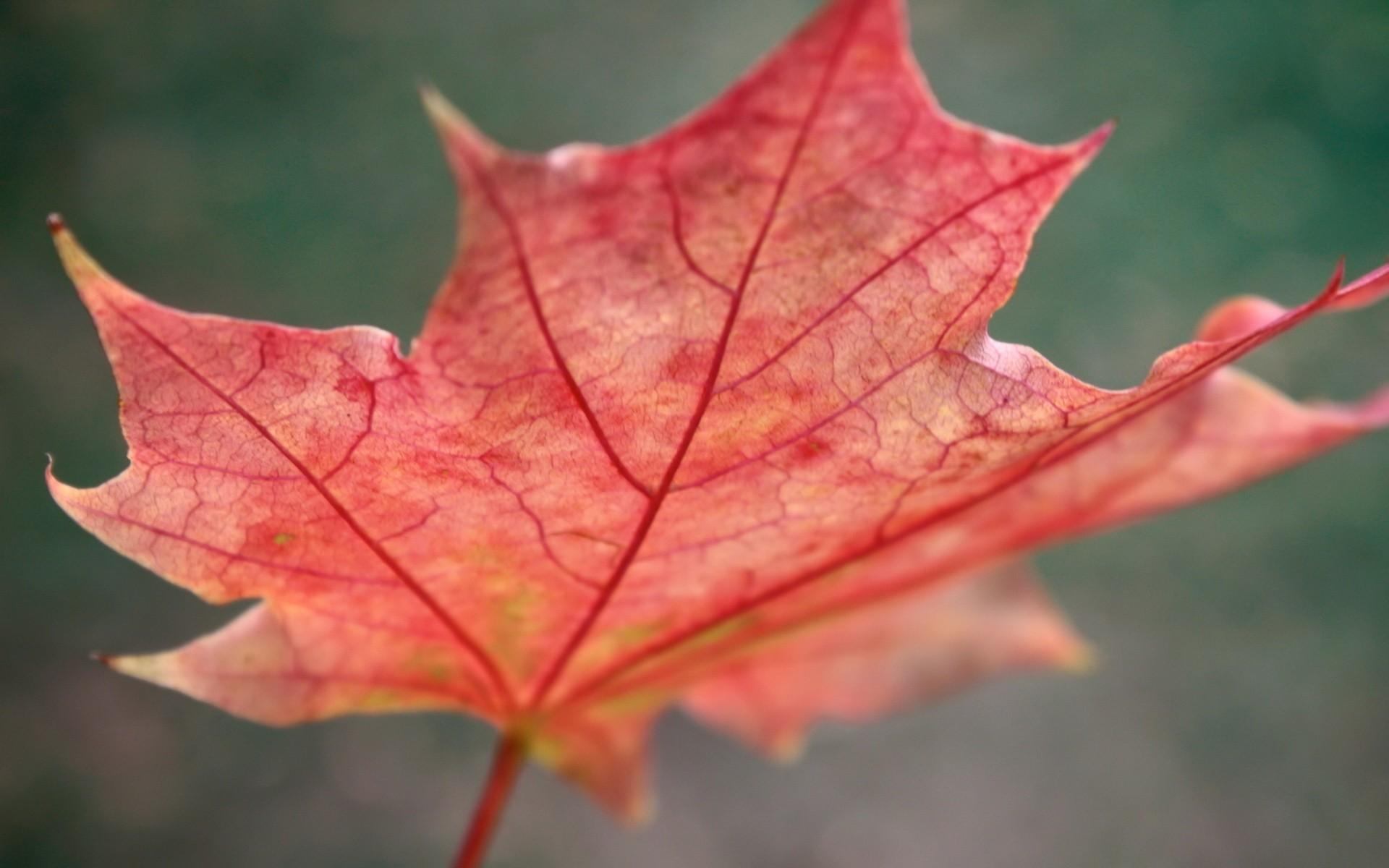 Обои макро, осень, красный, лист, клен, macro, autumn, red, sheet, maple разрешение 1920x1200 Загрузить