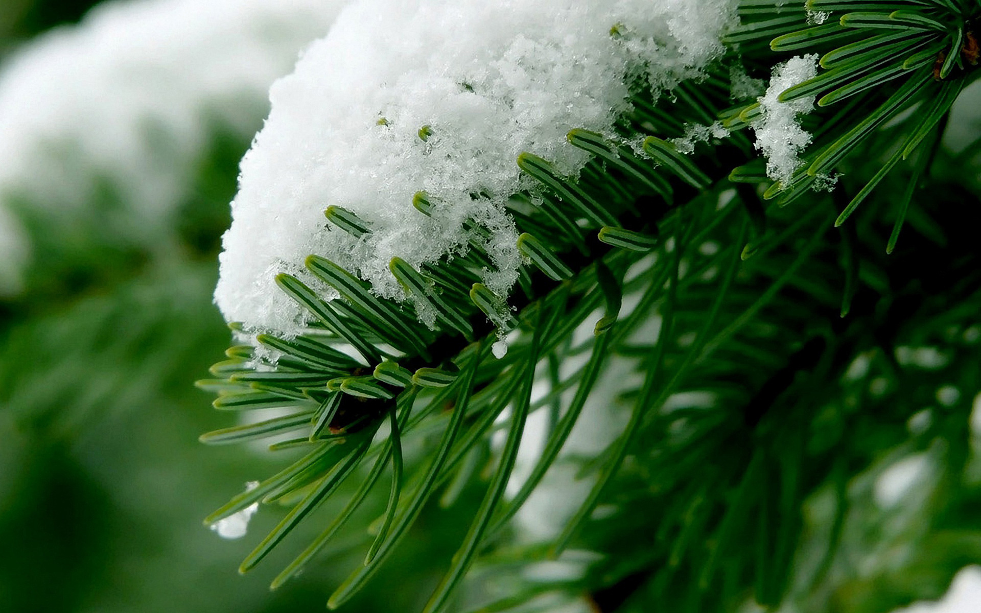 Обои ветка, снег, лес, хвоя, зима, макро, branch, snow, forest, needles, winter, macro разрешение 1920x1200 Загрузить