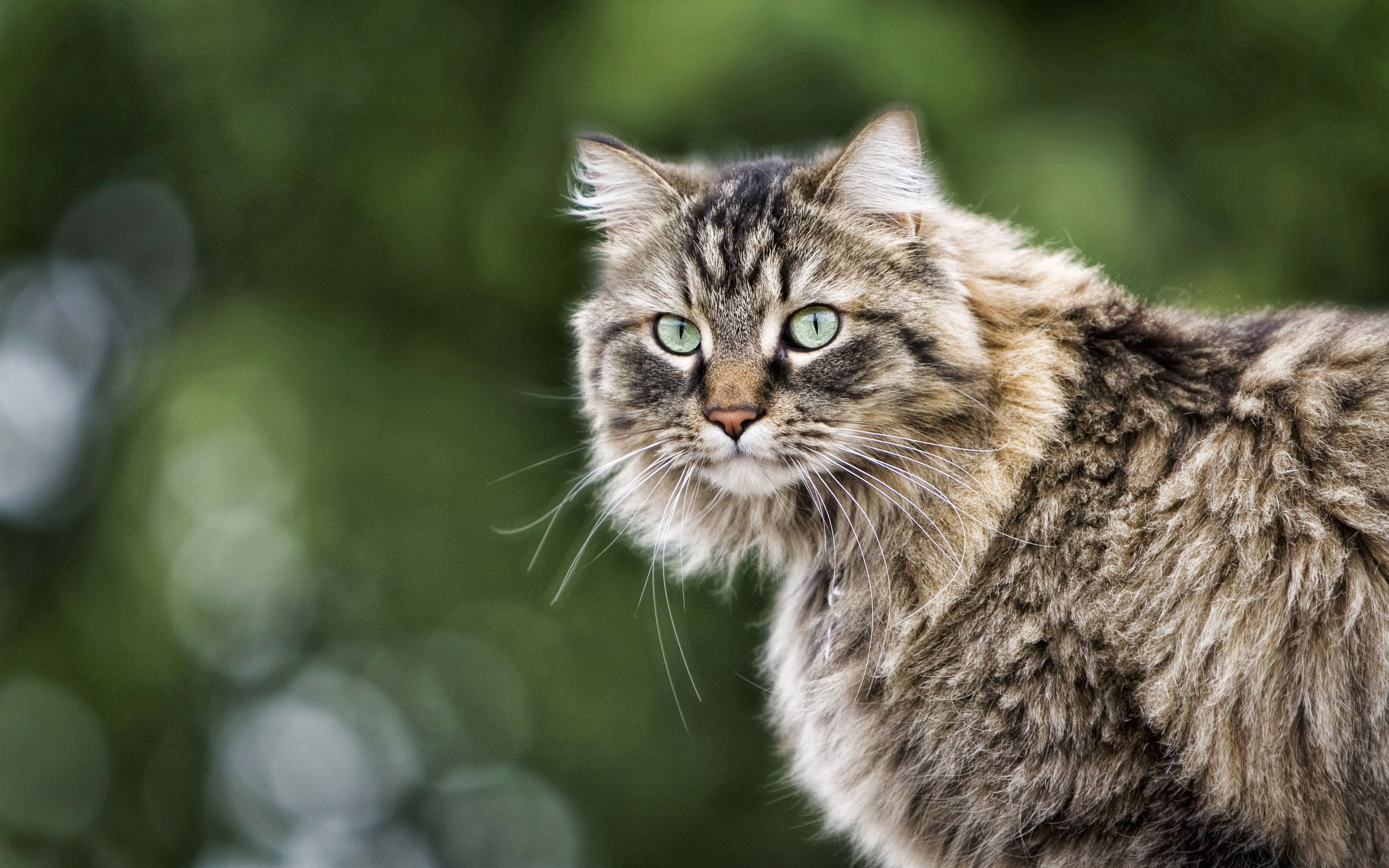 Обои глаза, кот, кошка, взгляд, пушистый, серый, полосатый, eyes, cat, look, fluffy, grey, striped разрешение 2560x1600 Загрузить