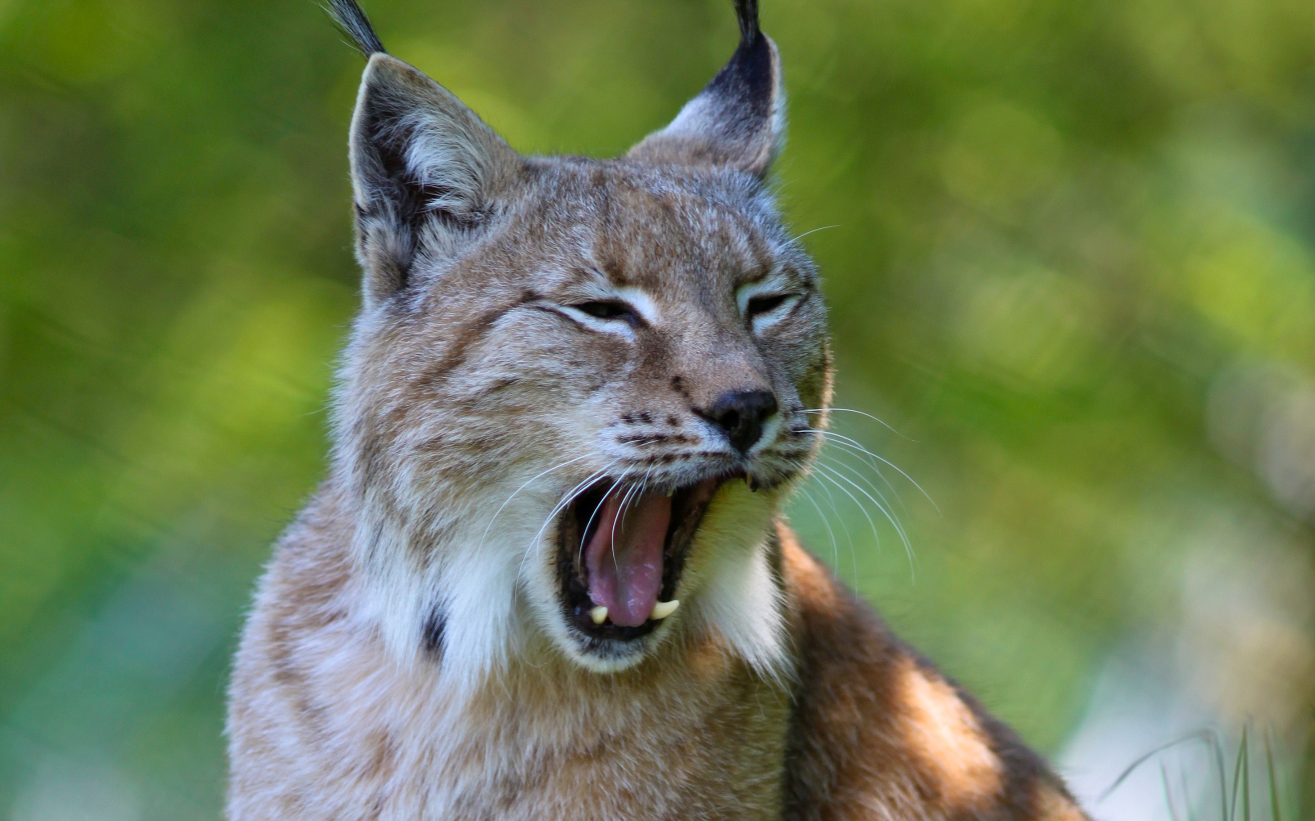 Lynx's. Рысь Линкс. Сибирская Рысь. Unidragon Рысь. Рысь обыкновенная (лат. Lynx Lynx).