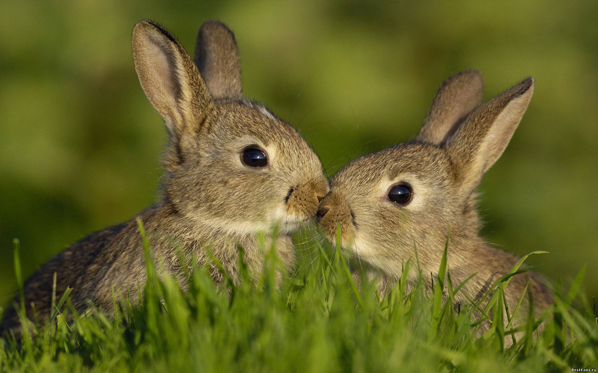 Обои трава, любовь, семья, кролики, зайцы, grass, love, family, rabbits разрешение 1920x1200 Загрузить
