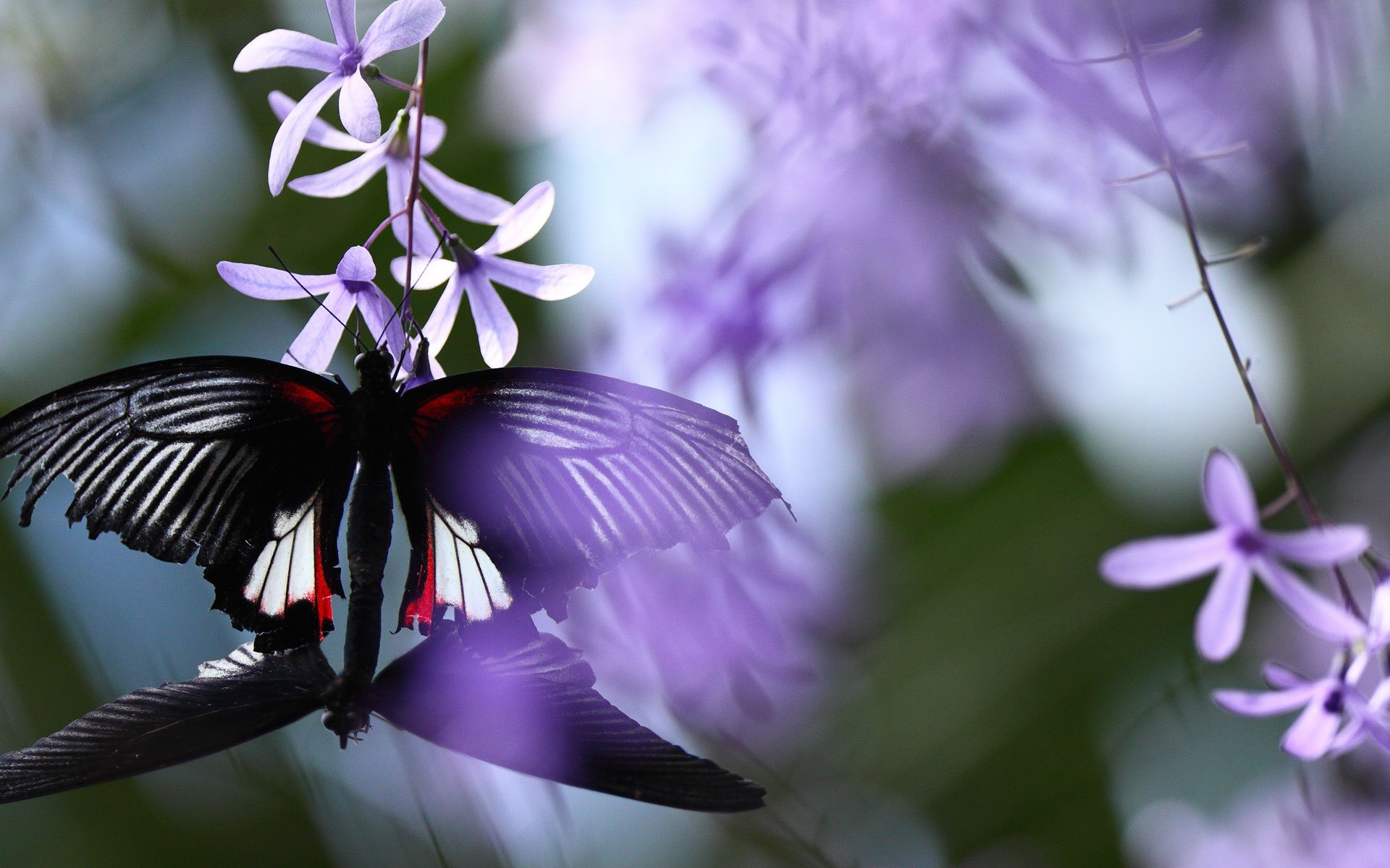 Бабочка в фиолетовом цвете без смс