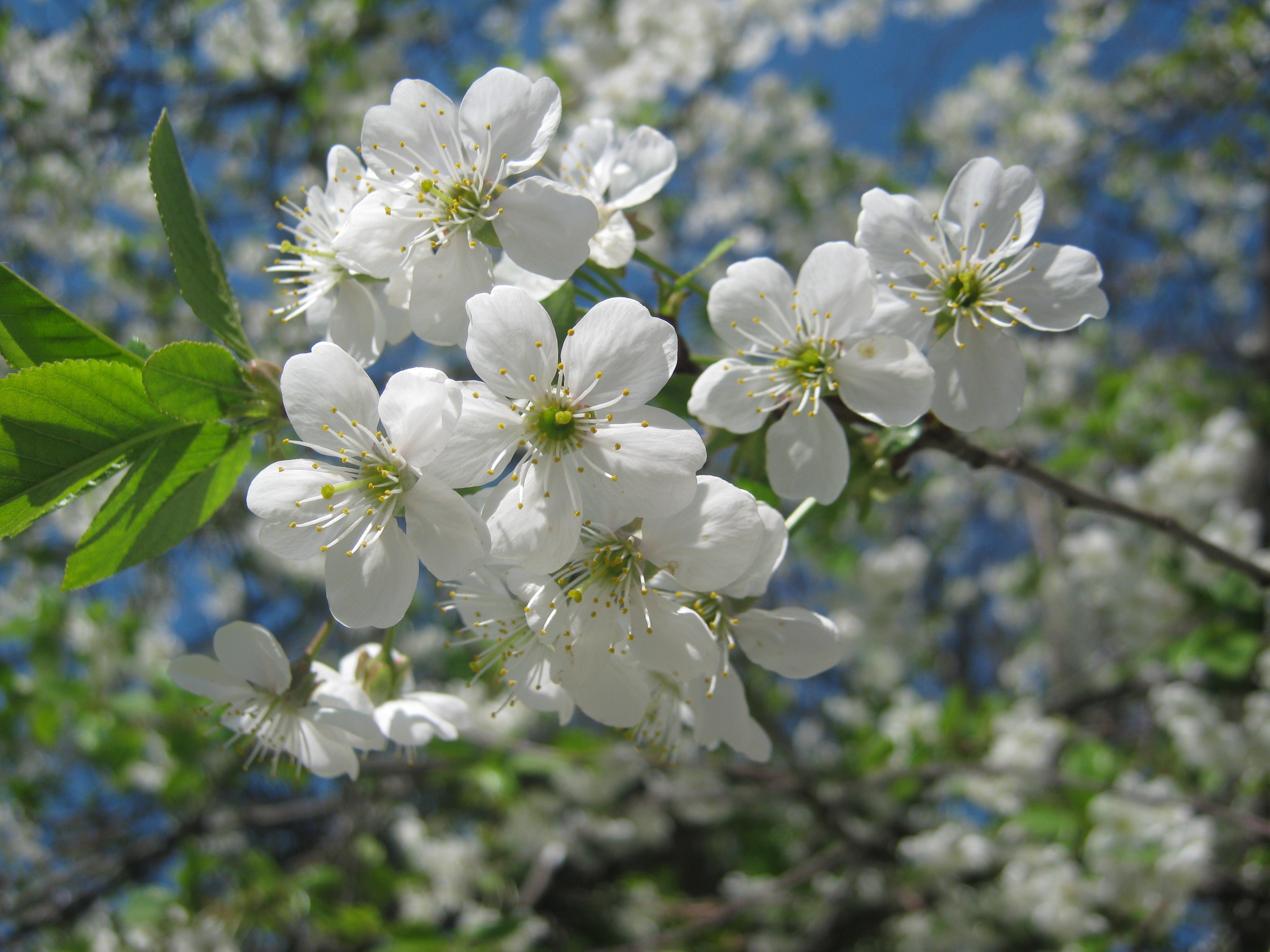 яблоня белые цветы ветка природа загрузить