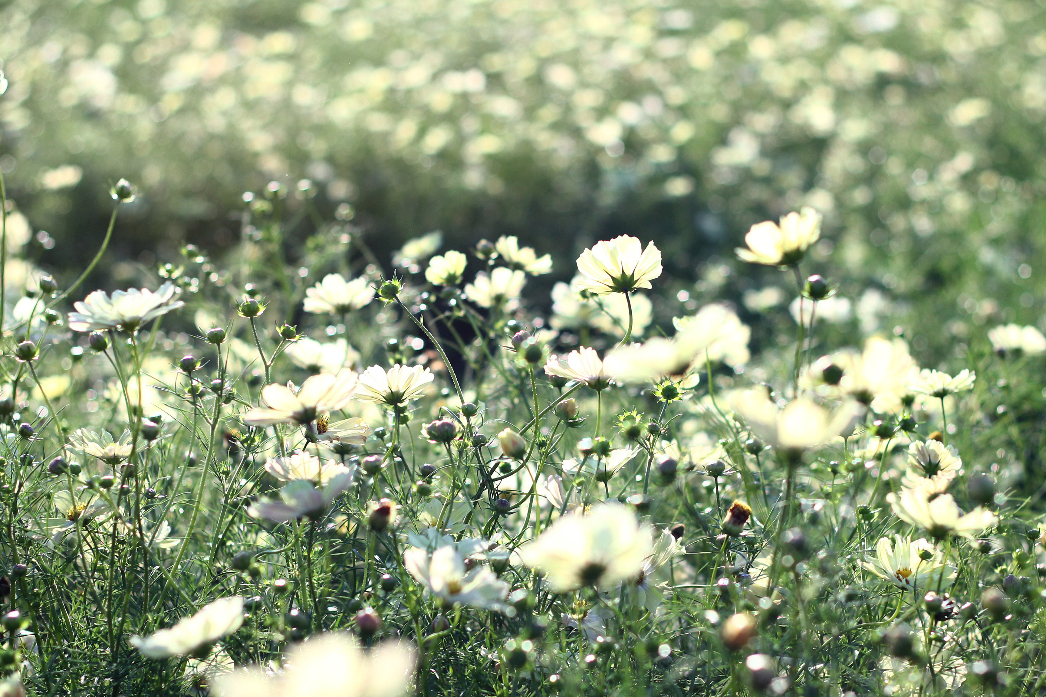 природа цветы белые трава nature flowers white grass скачать