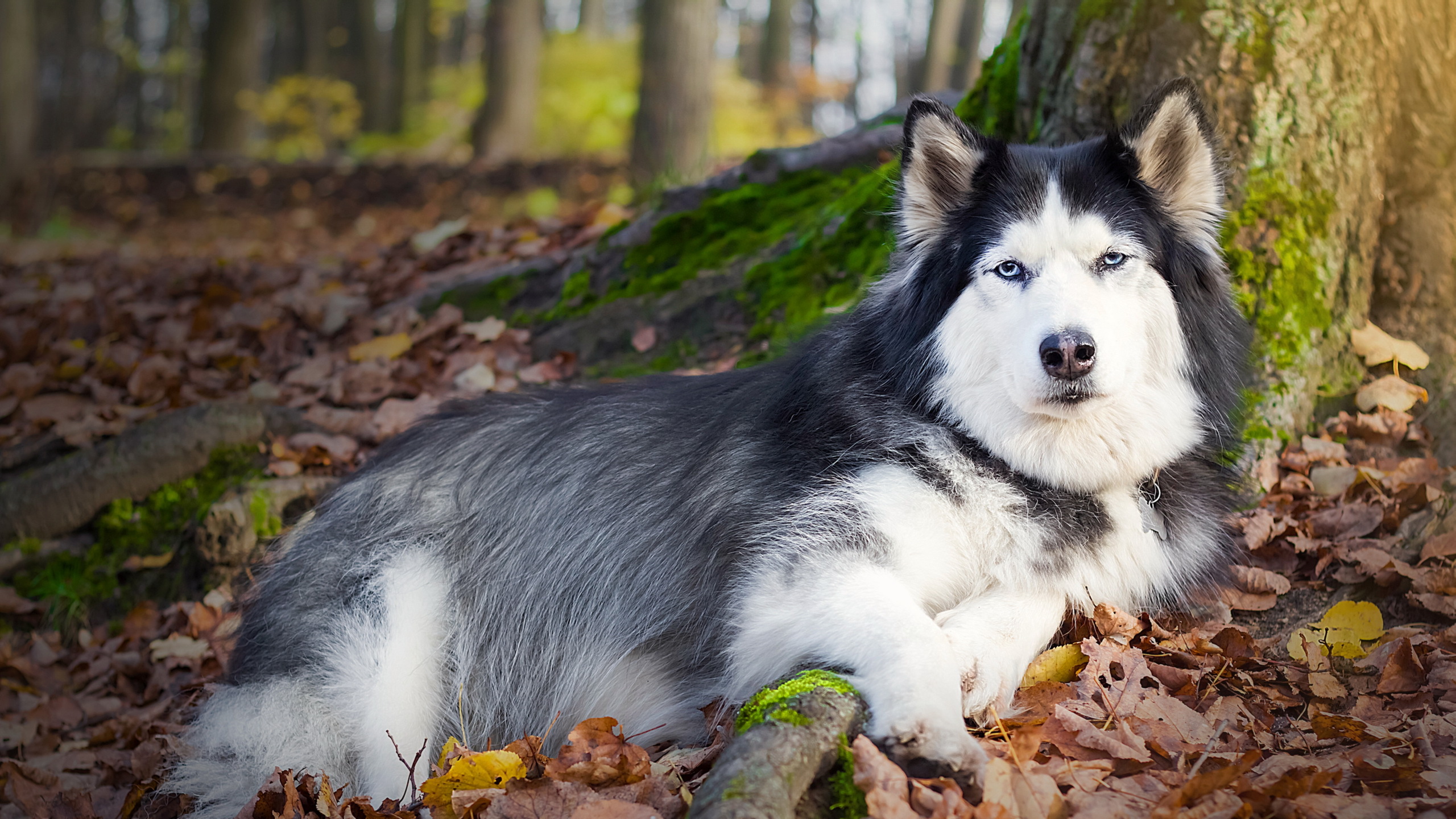 Обои дерево, листья, осень, собака, лежит, хаски, друг, tree, leaves, autumn, dog, lies, husky, each разрешение 2560x1440 Загрузить