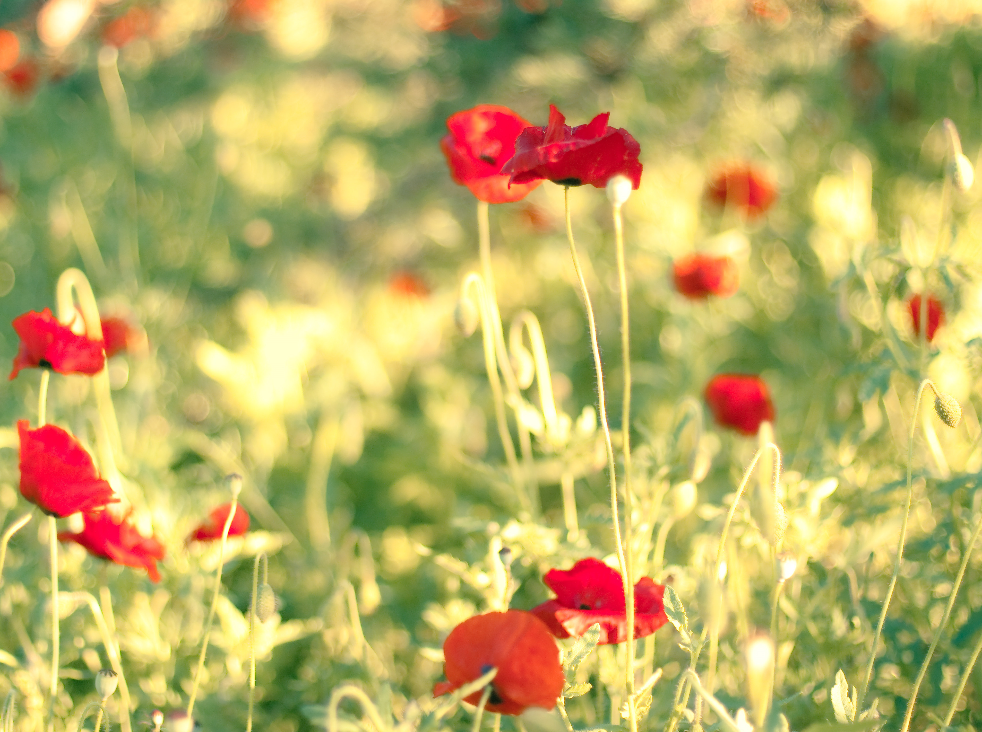 Обои цветы, солнце, поле, лето, маки, flowers, the sun, field, summer, maki разрешение 3814x2845 Загрузить