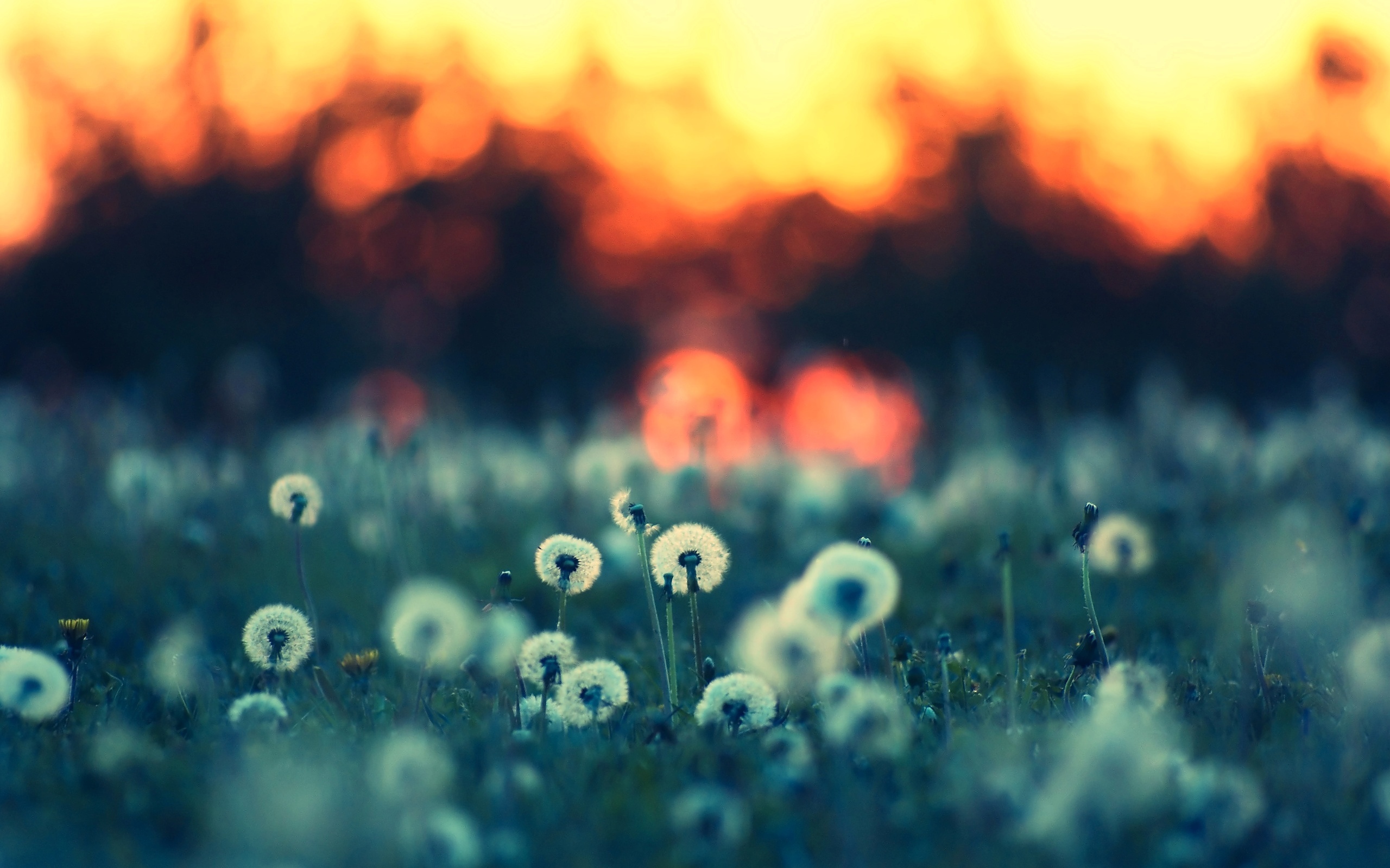 Обои цветы, вечер, природа, лето, одуванчики, flowers, the evening, nature, summer, dandelions разрешение 2560x1600 Загрузить