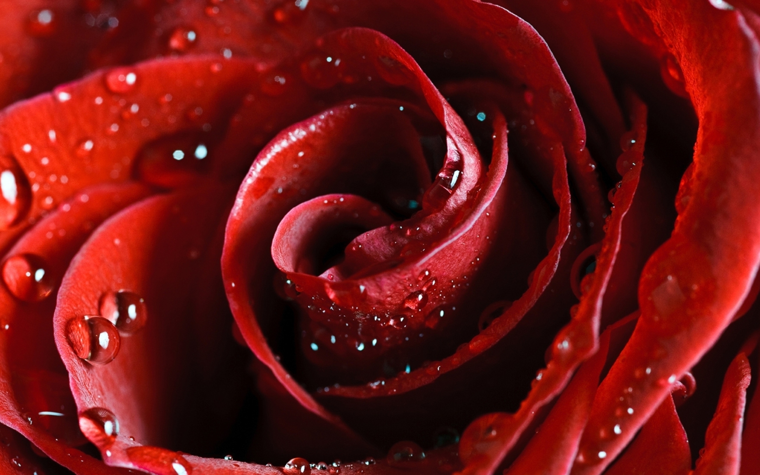природа цветы красные роза скачать