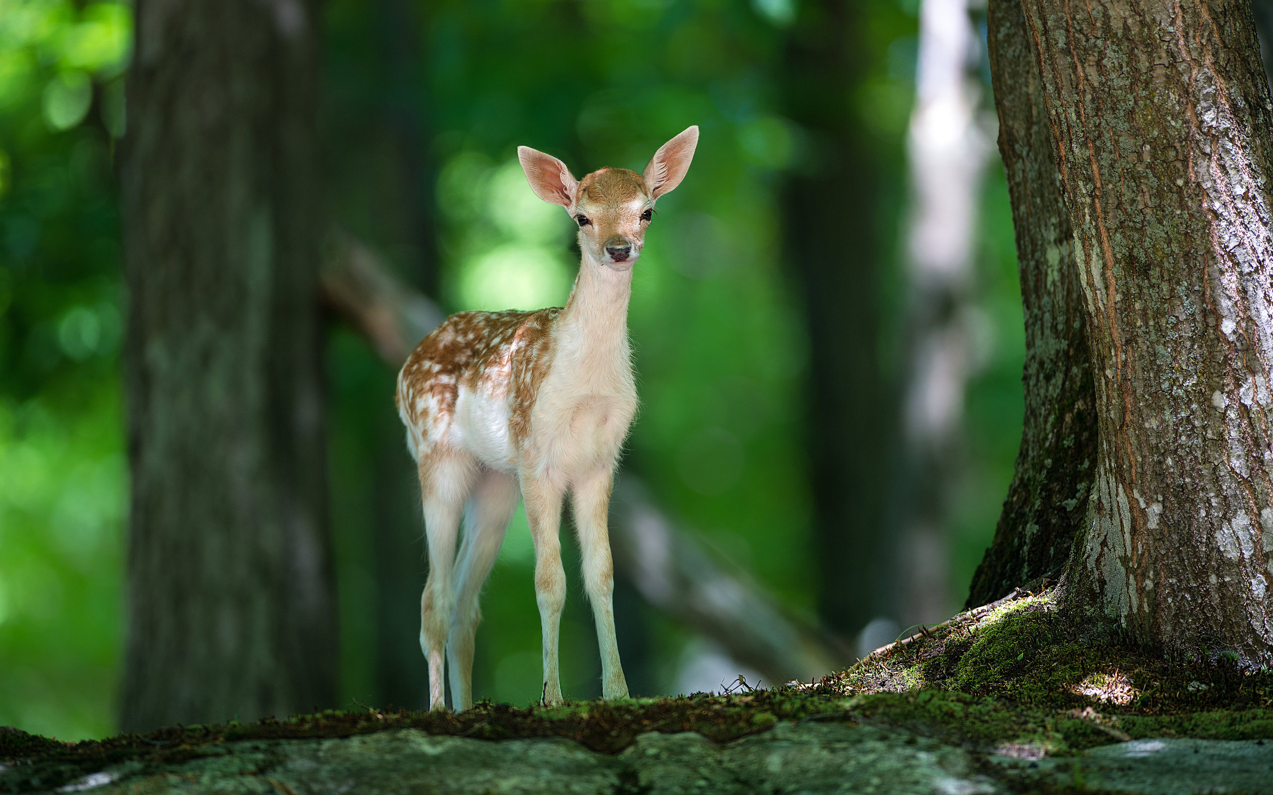 Обои свет, деревья, природа, лес, олень, животные, олененок, light, trees, nature, forest, deer, animals, fawn разрешение 2560x1600 Загрузить