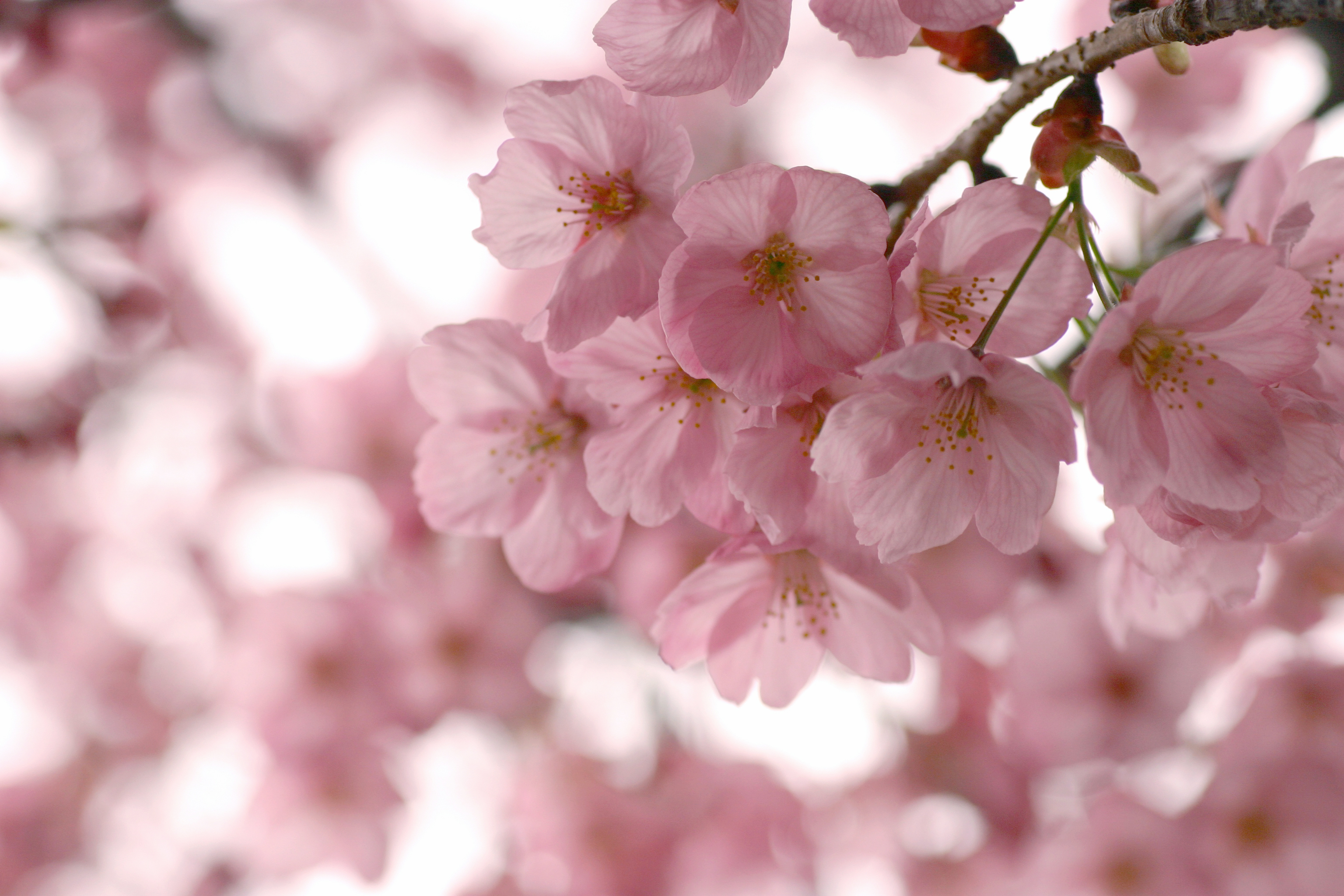 сакура, весна, цветы без смс