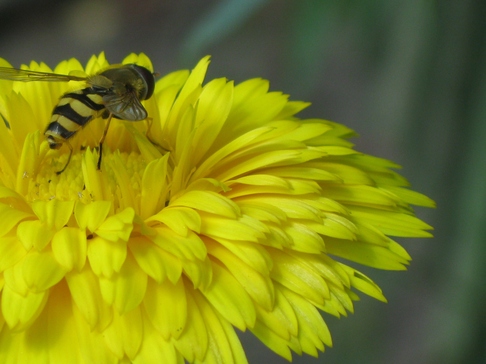 шмель цветок желтый синий bumblebee flower yellow blue без смс