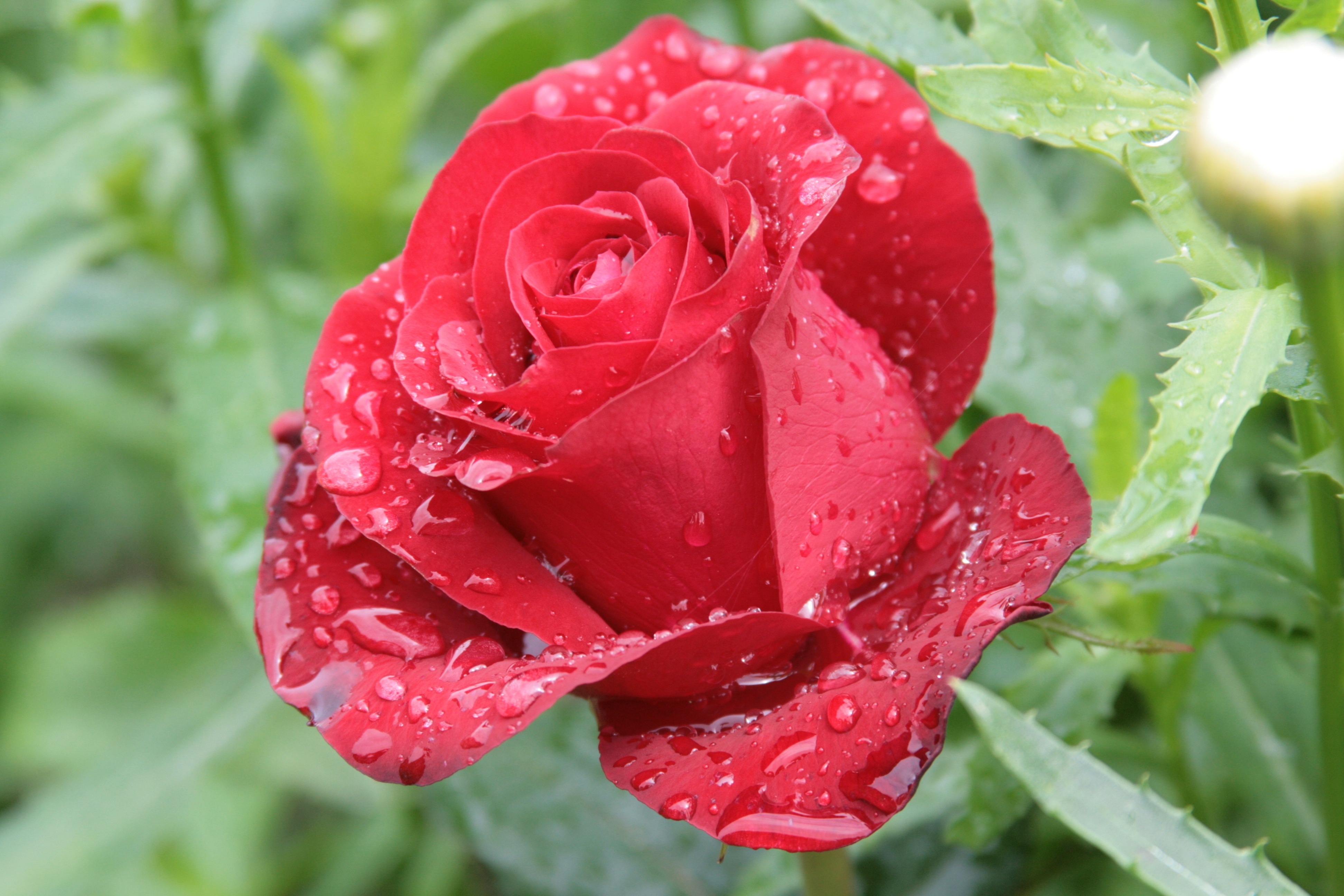 цветы природа красные розы загрузить