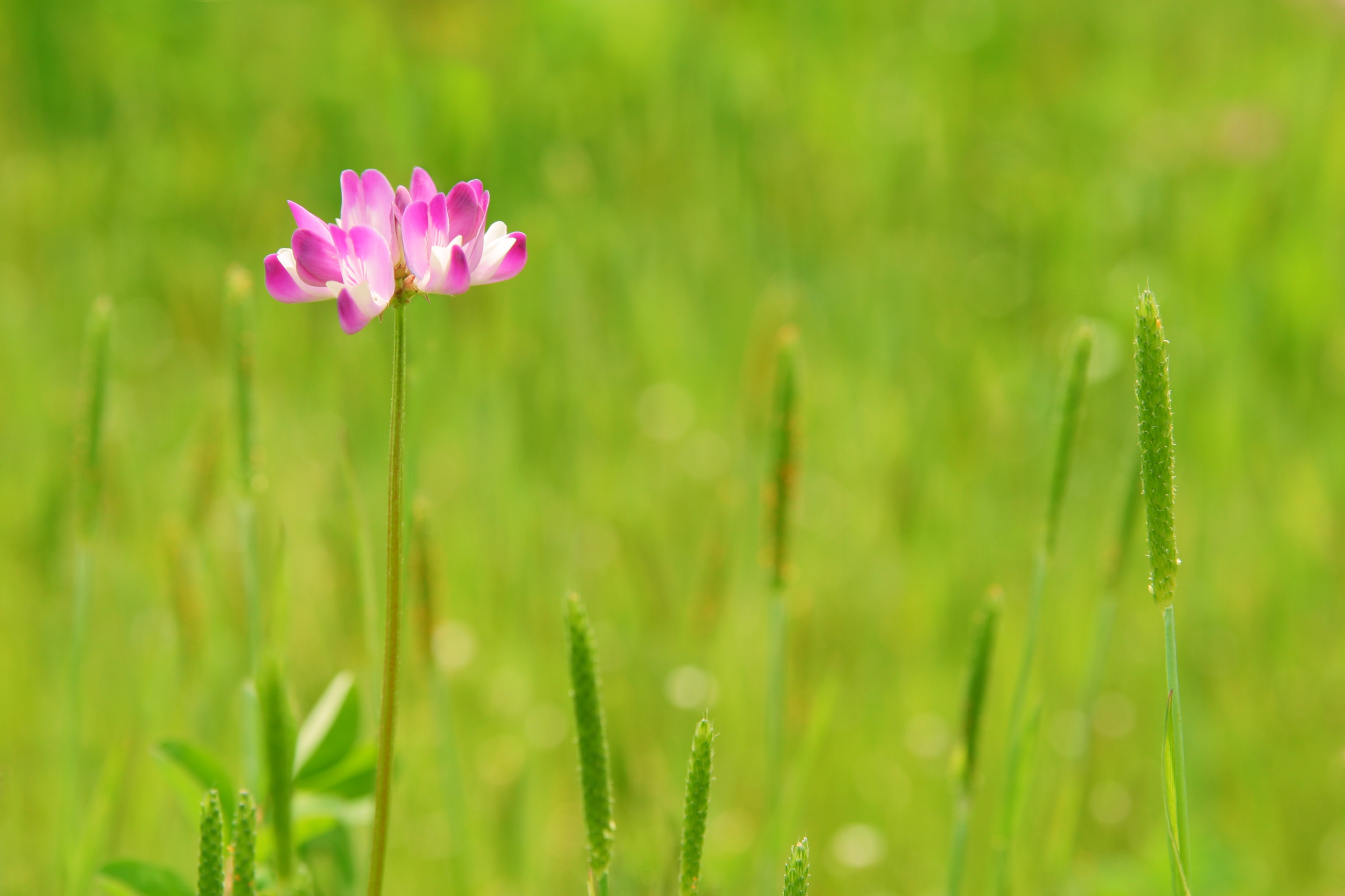 макро трава цветок без смс