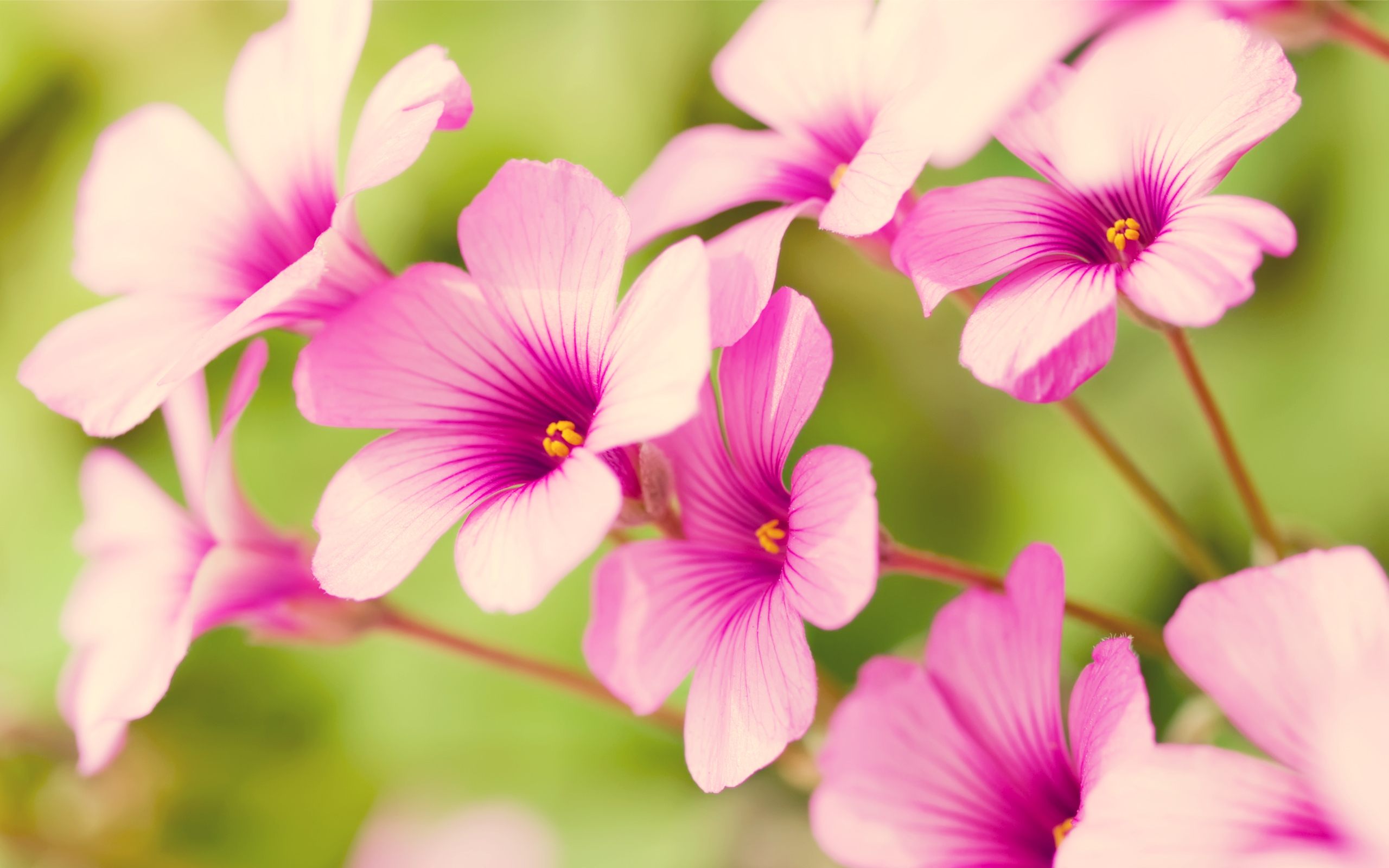 Обои цветы, лепестки, розовый, пастель, кислица, flowers, petals, pink, pastel, oxalis разрешение 2560x1600 Загрузить