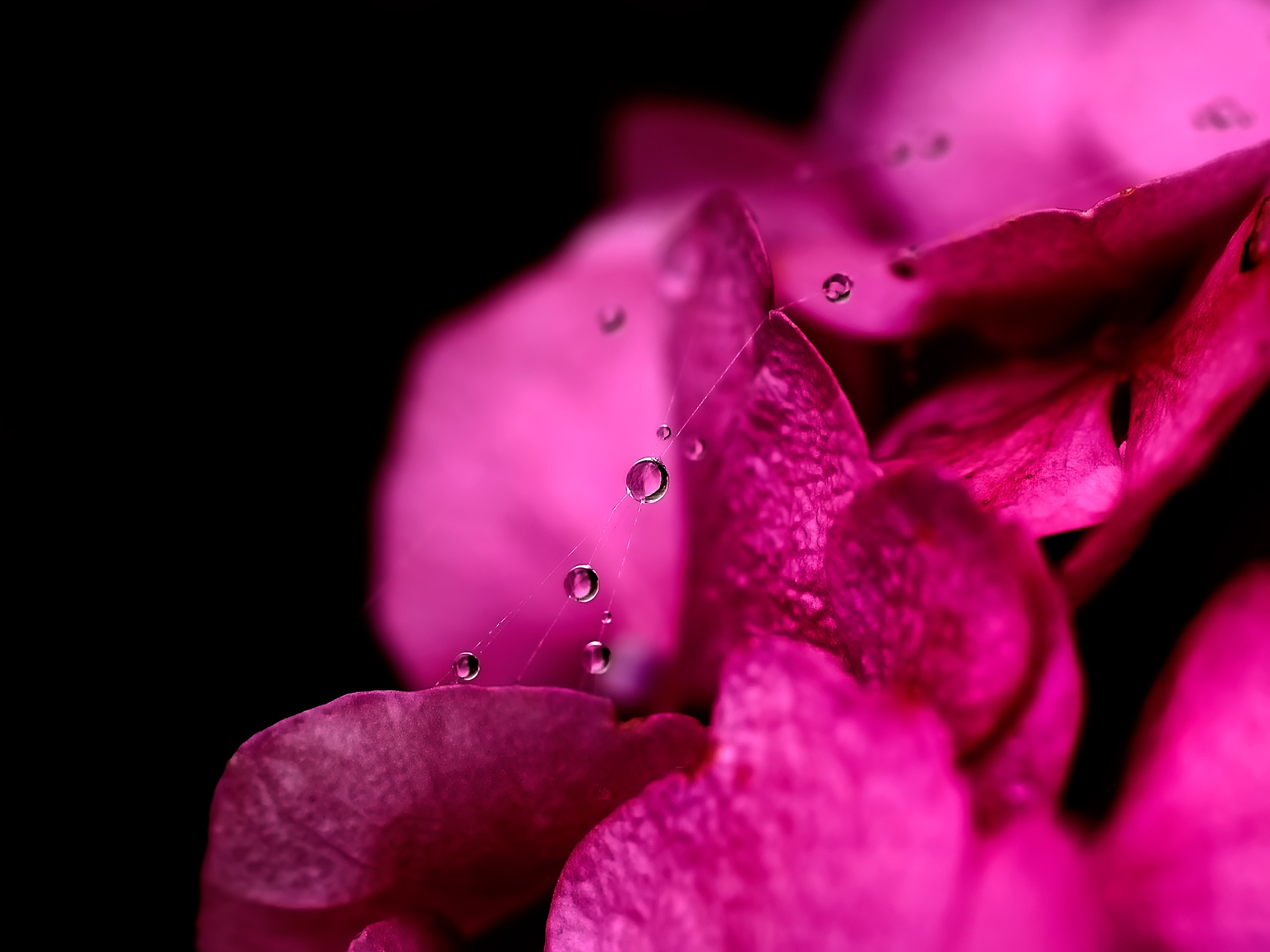 Розовые лепестки цветка скачать