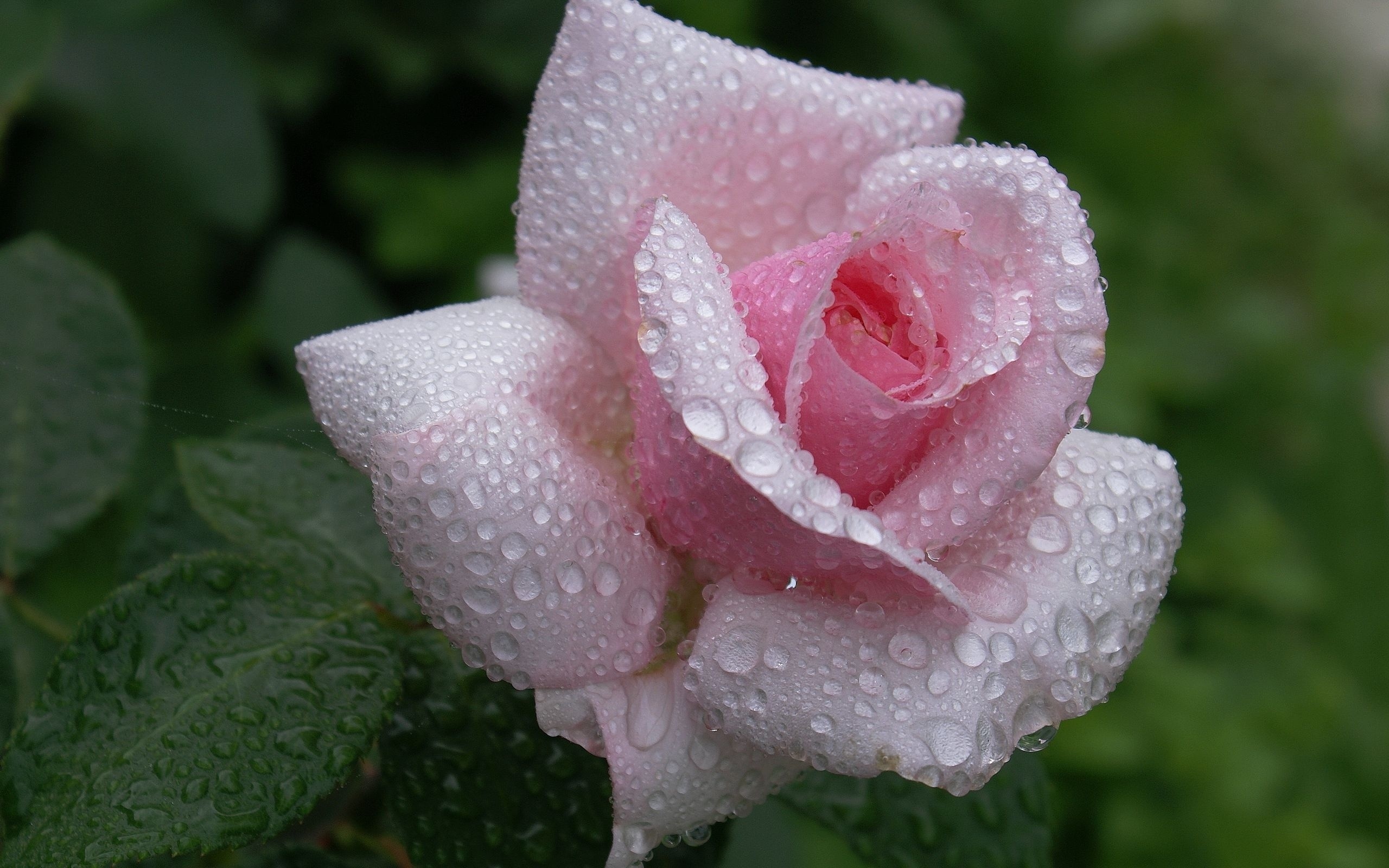Обои роза, росы, красива, waterdrops, цветком, пинк, rose, dew, beautiful, flower, pink разрешение 2560x1600 Загрузить
