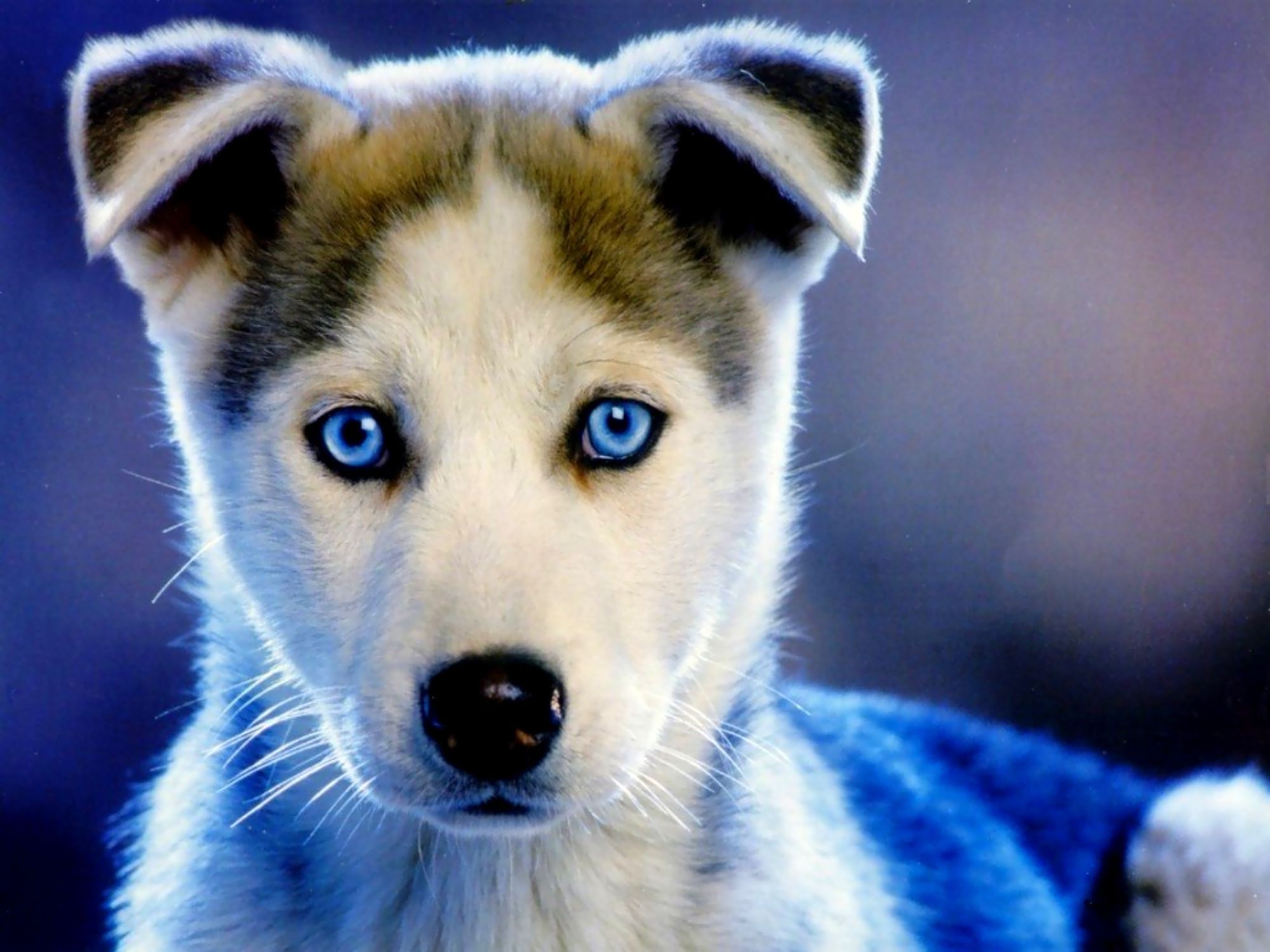 Обои собака, щенок, хаски, голубые глаза, сибирский хаски, dog, puppy, husky, blue eyes, siberian husky разрешение 2000x1500 Загрузить