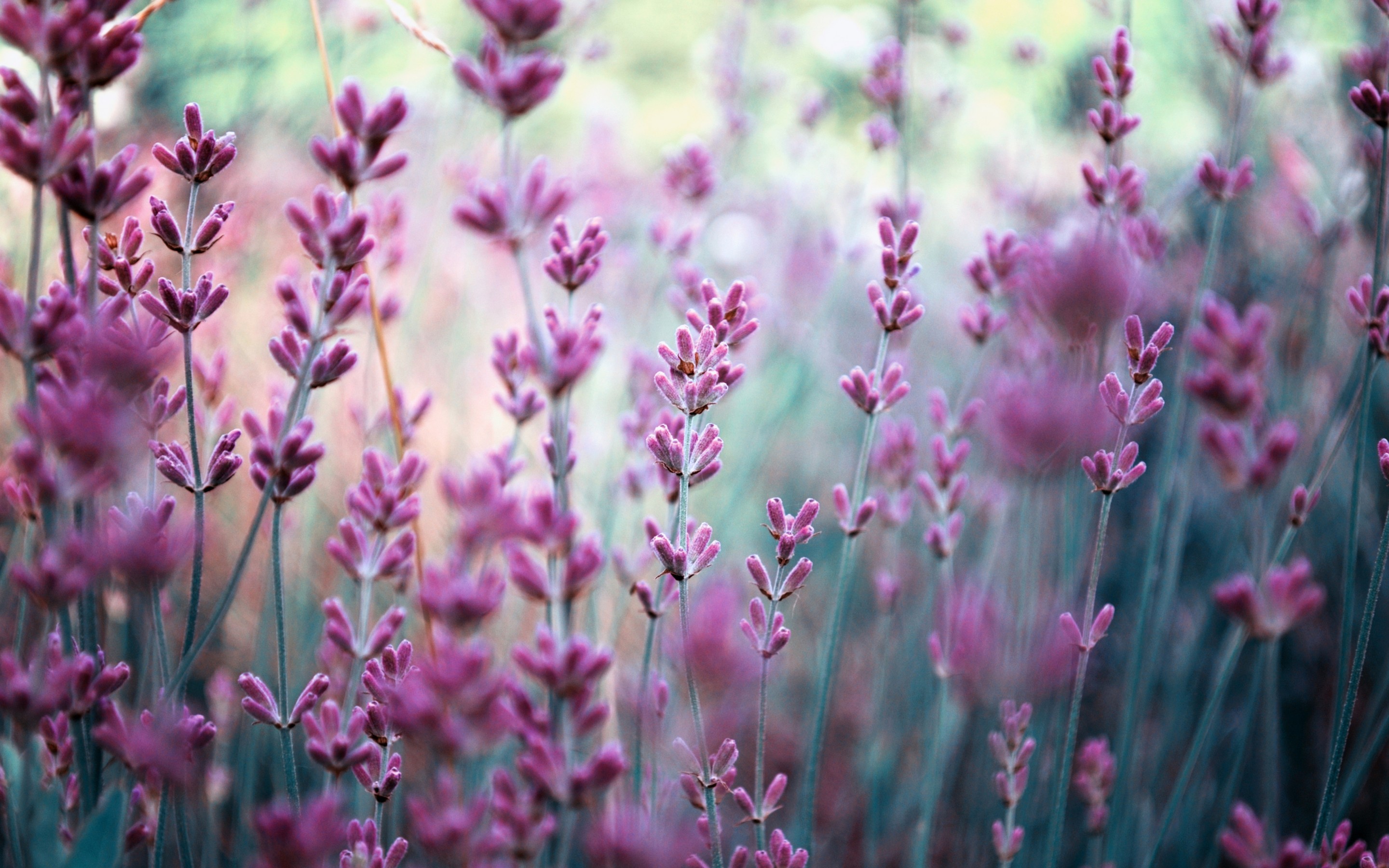 цветы природа фиолетовые без смс