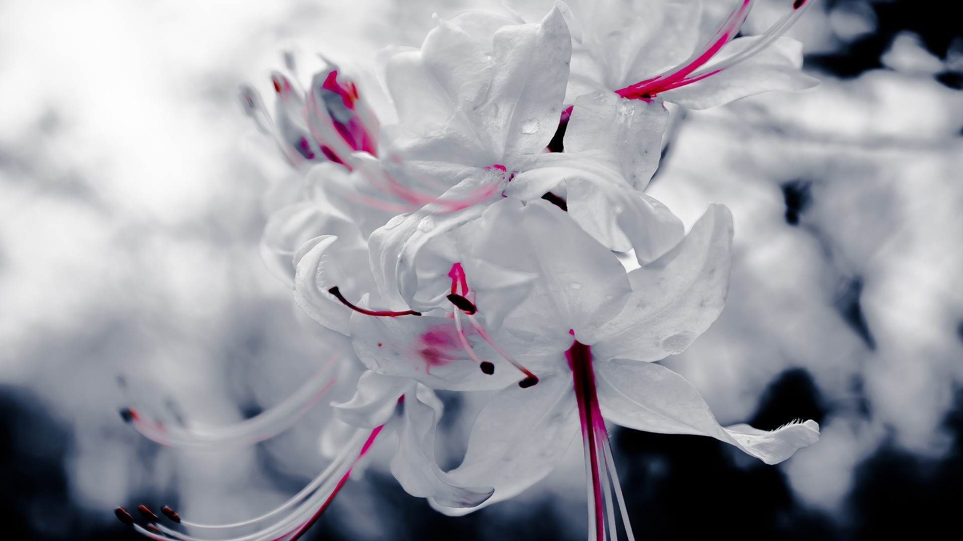 цветок белый бесплатно