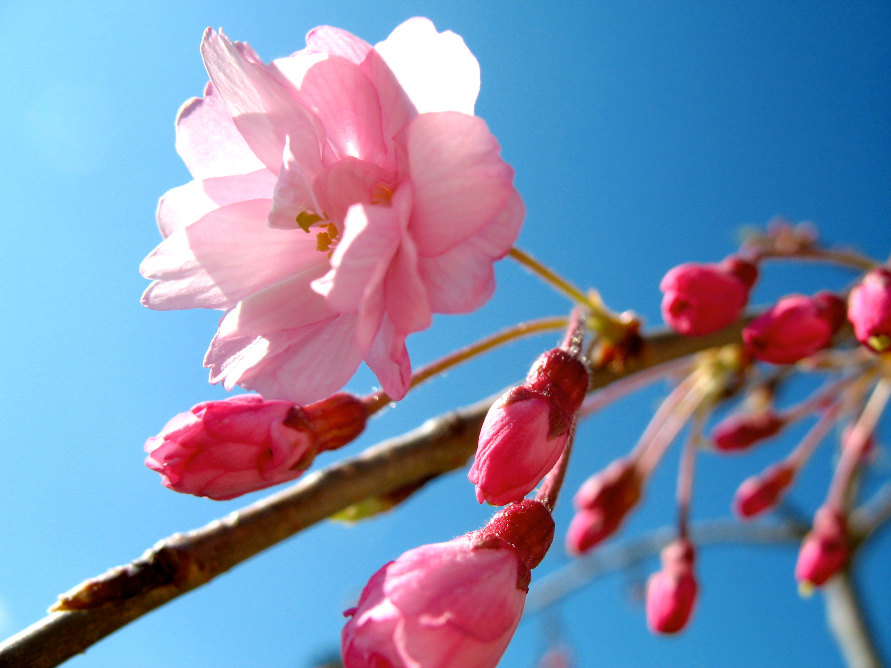 Зацвели цветочки. Цветение Сакуры бутоны. Весенние цветы. Розовые цветы.