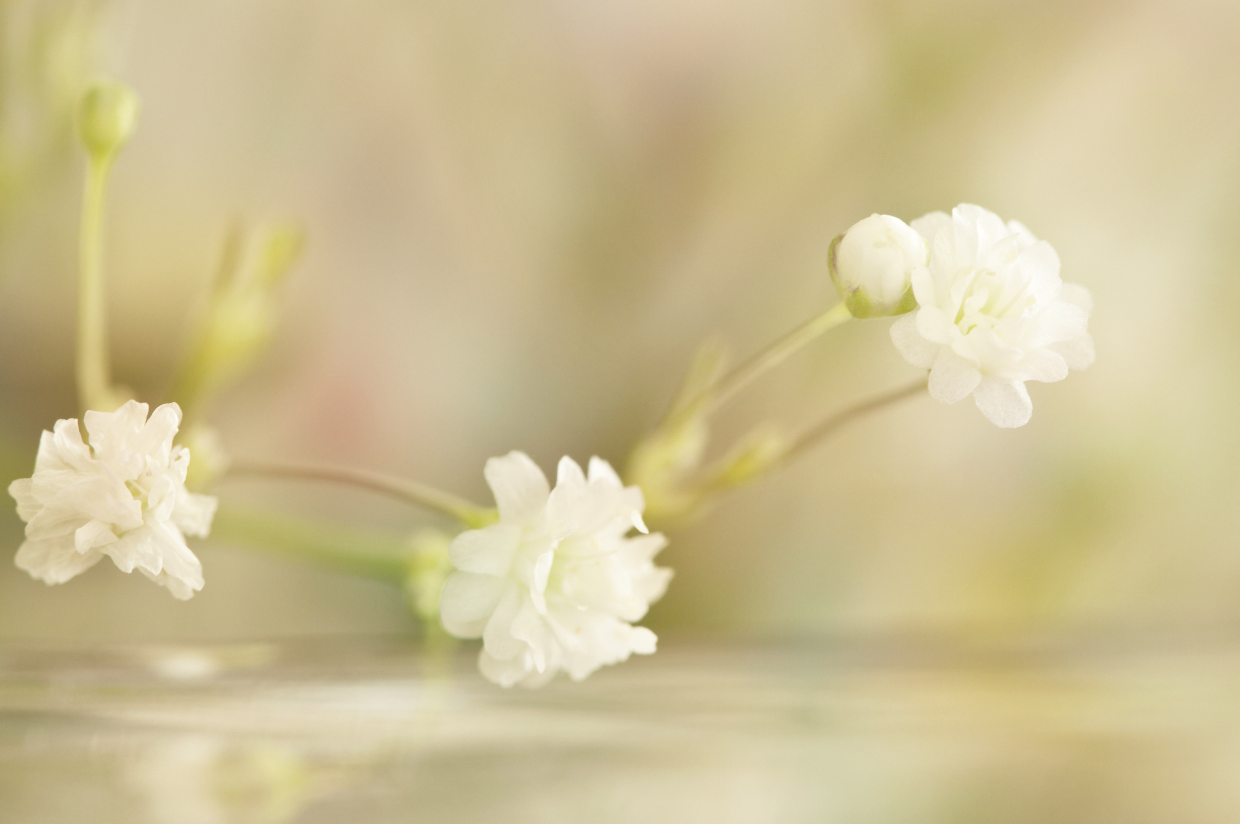 цветок белый зелень макро без смс