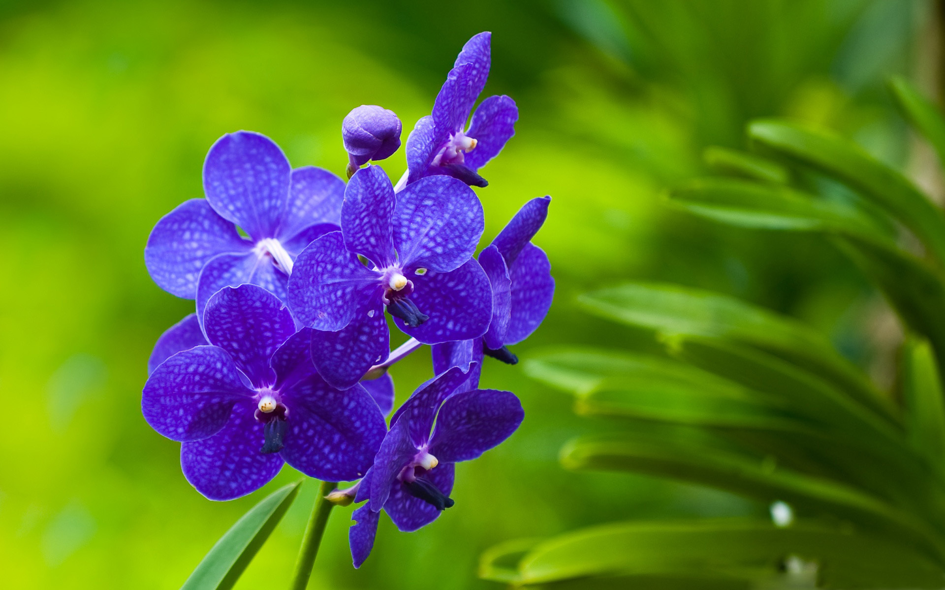Обои зеленый фон, фиолетовые, орхидеи, фаленопсис, cvety, zelen, orxidei, rastenie, green background, purple, orchids, phalaenopsis разрешение 1920x1200 Загрузить