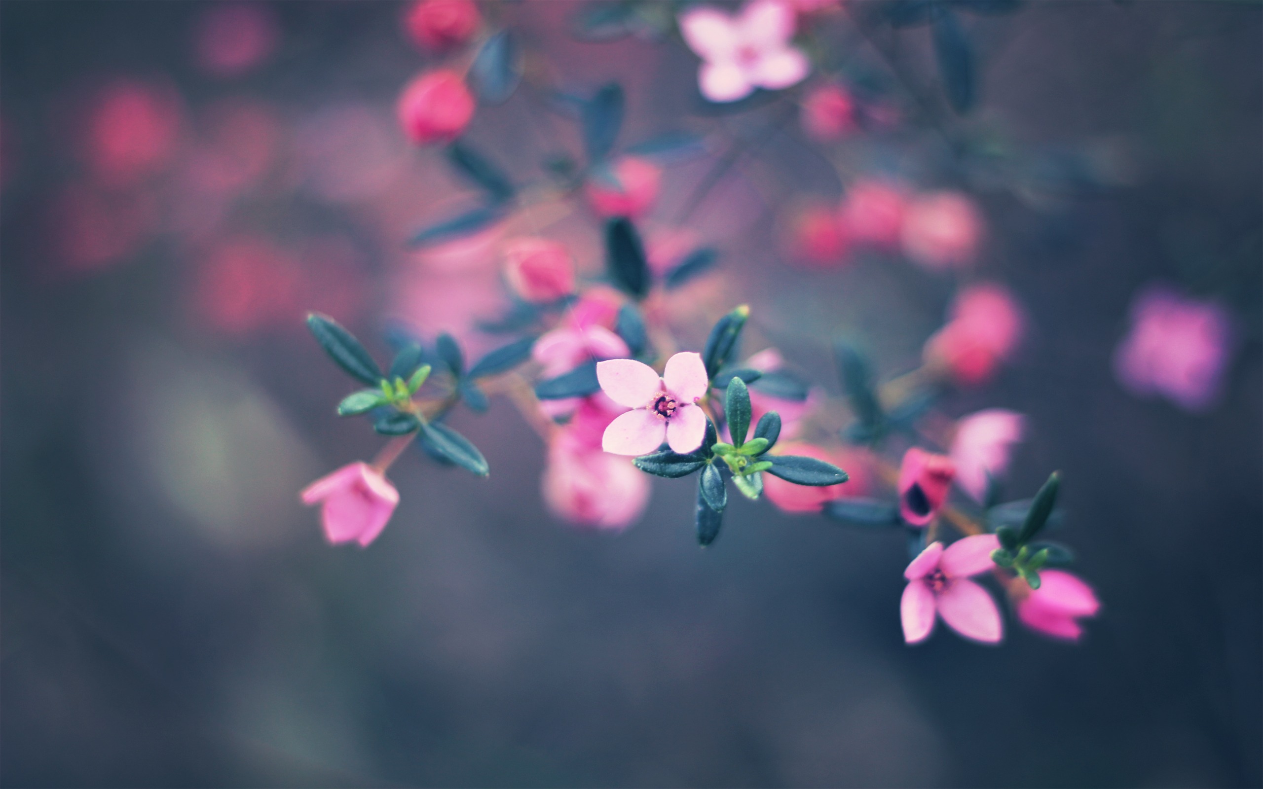 Обои на айфон март. Розовые цветы. Маленькие цветочки. Мелкие розовые цветы. Нежные весенние цветы.