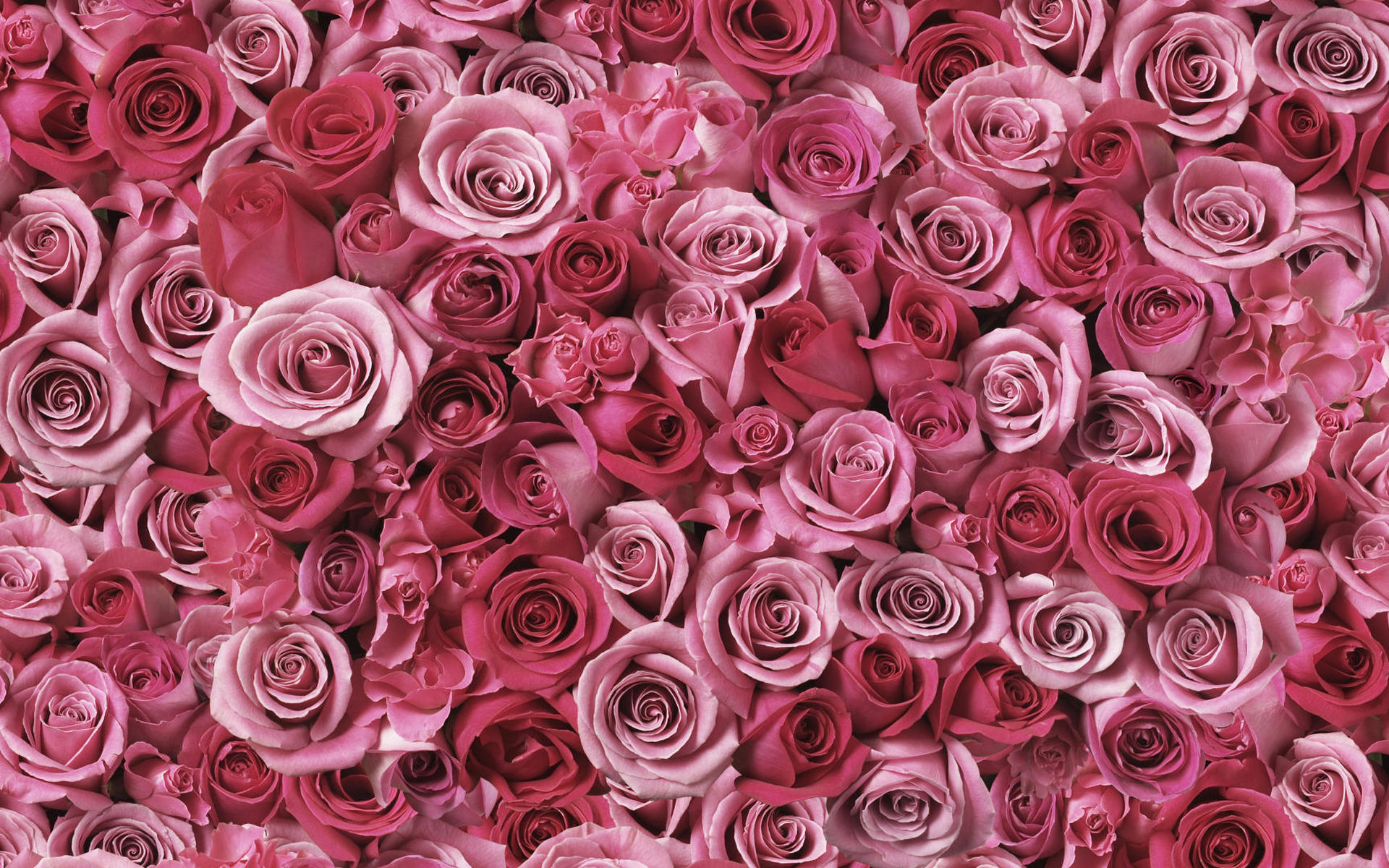 Обои цветы, бутоны, розы, лепестки, cvety, krasivo, rasteniya, flowers, buds, roses, petals разрешение 1920x1200 Загрузить