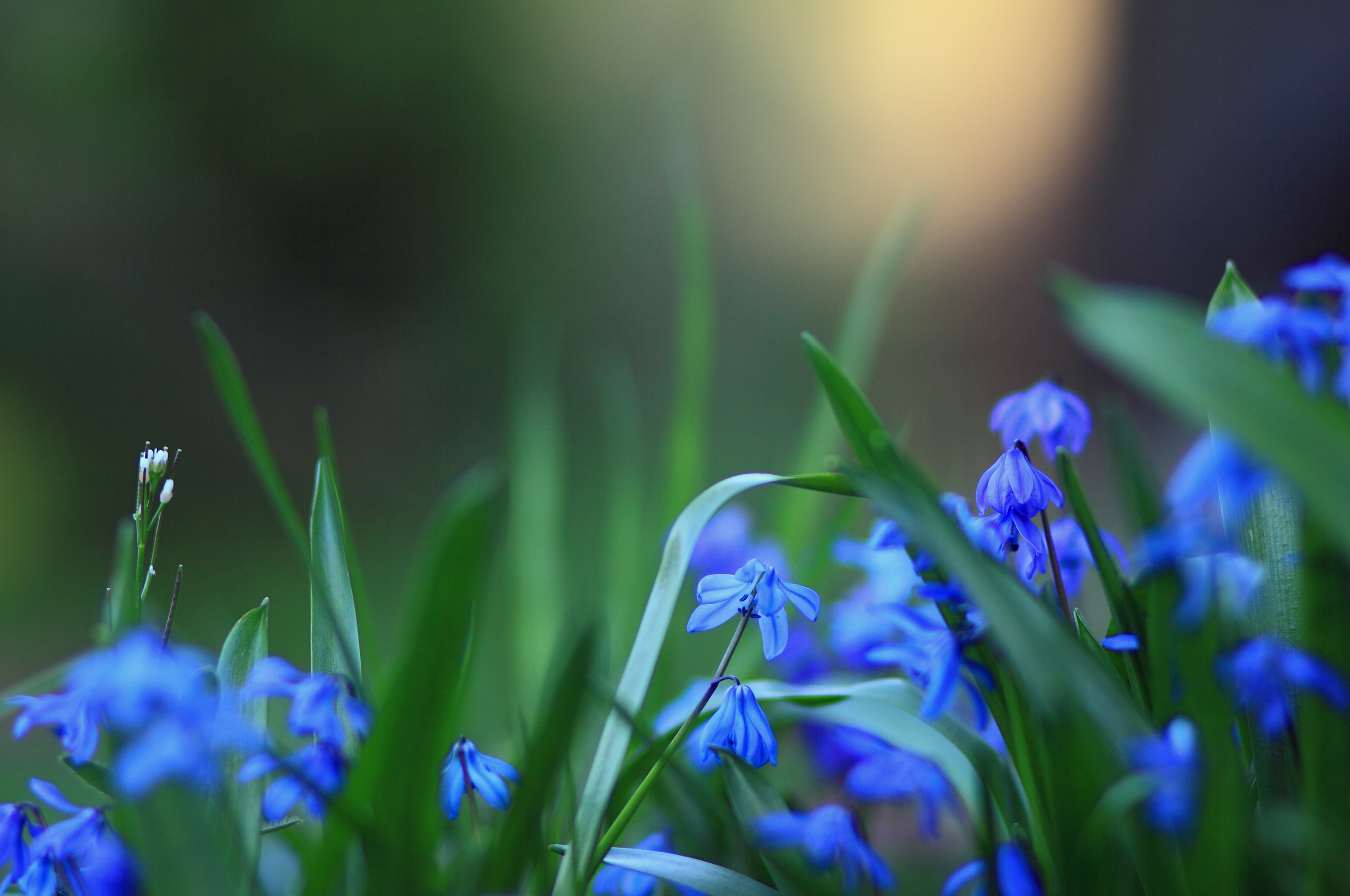 Фон первоцветы. Пролеска цветок голубой. Пролеска Сибирская Крокус. Пролеска колокольчатая Блу. Голубые первоцветы пролески.
