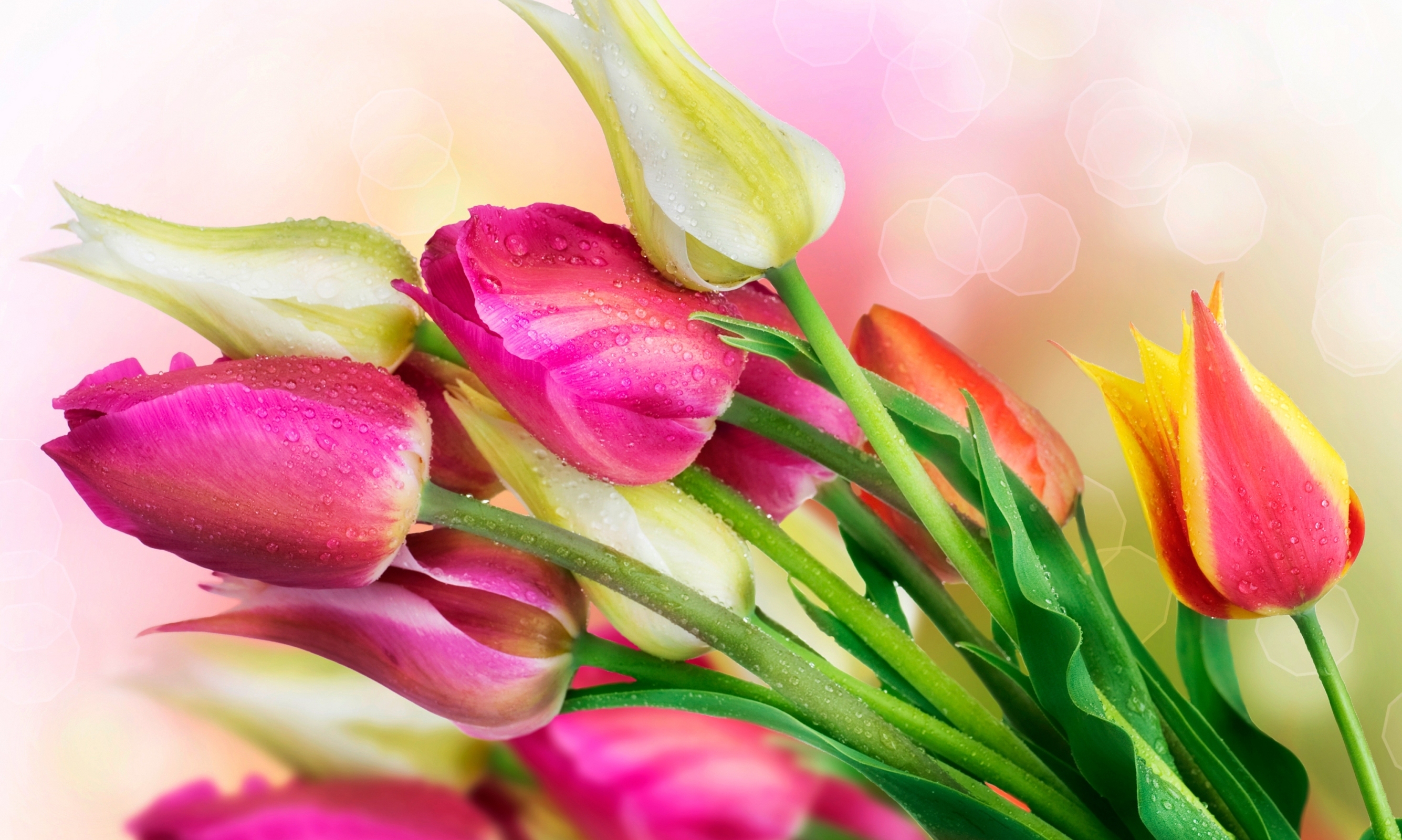 тюльпаны цветы бутоны блики бесплатно