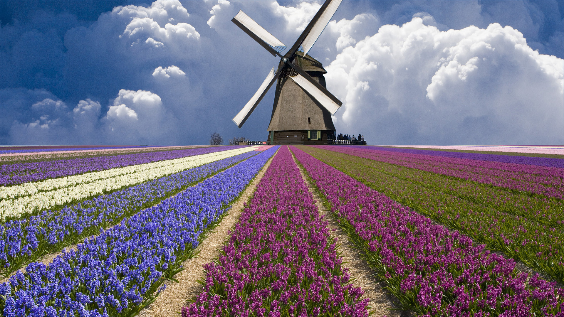 Велик в поле. Ветряная мельница Нидерланды. Парк кёкенхоф Голландия мельница. Голландия тюльпановые поля мельница. Ветряные мельницы в Голландии.